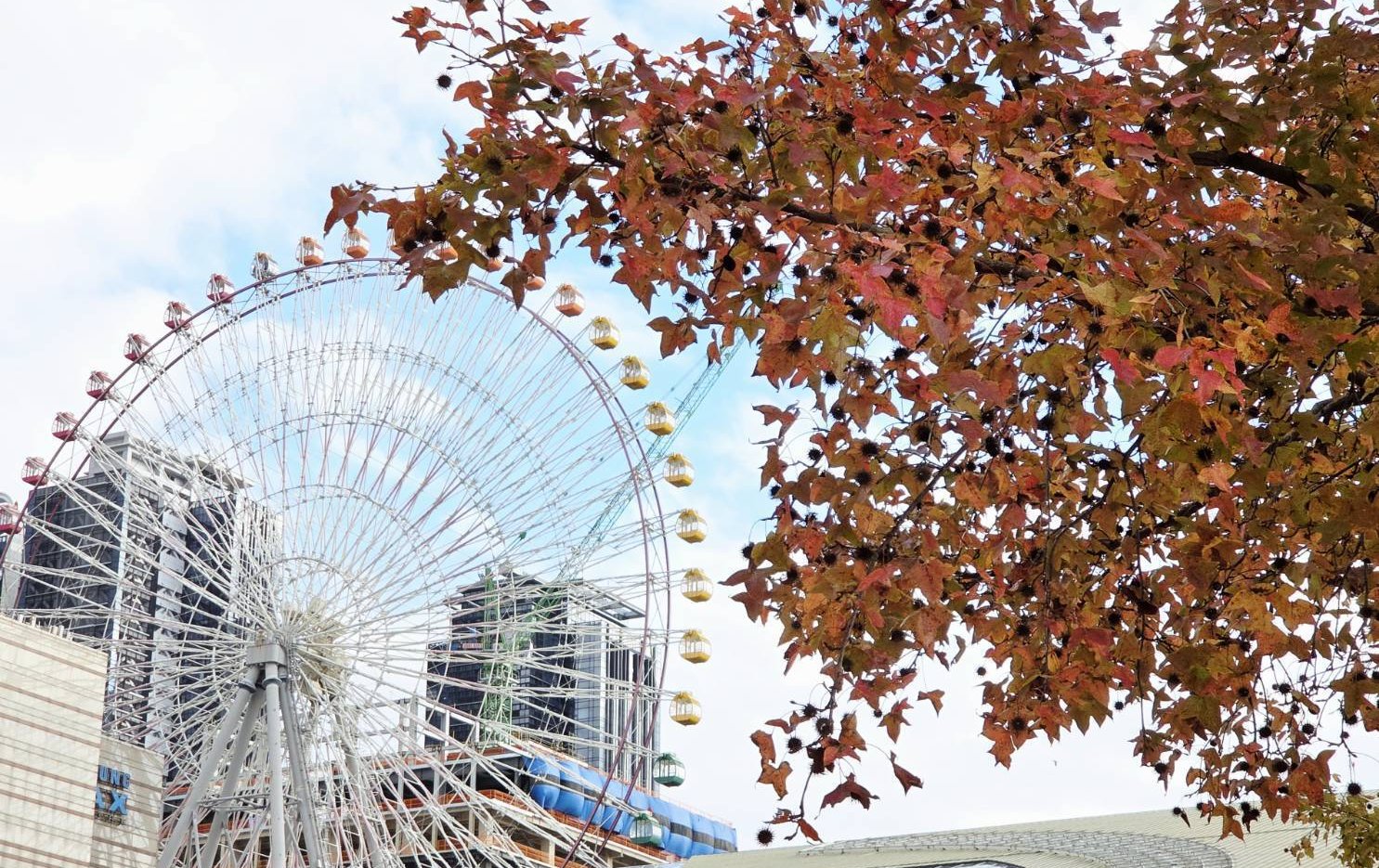 冬天裡的一把火！ 北市楓香染紅迎新年 絕美層次妝點街頭