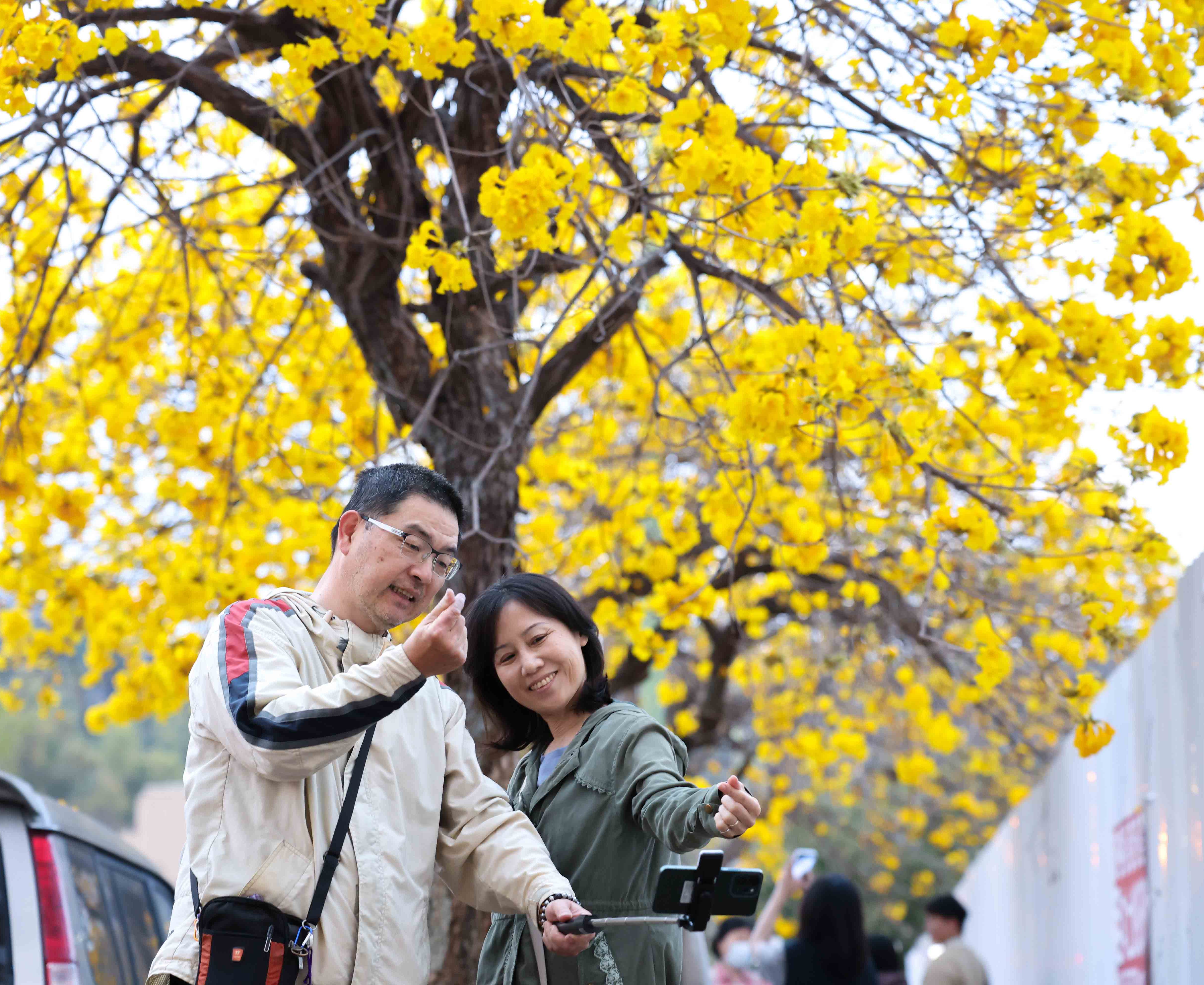 台中廍子公園黃花風鈴木「大爆發」！浪漫花雨預計美到月底