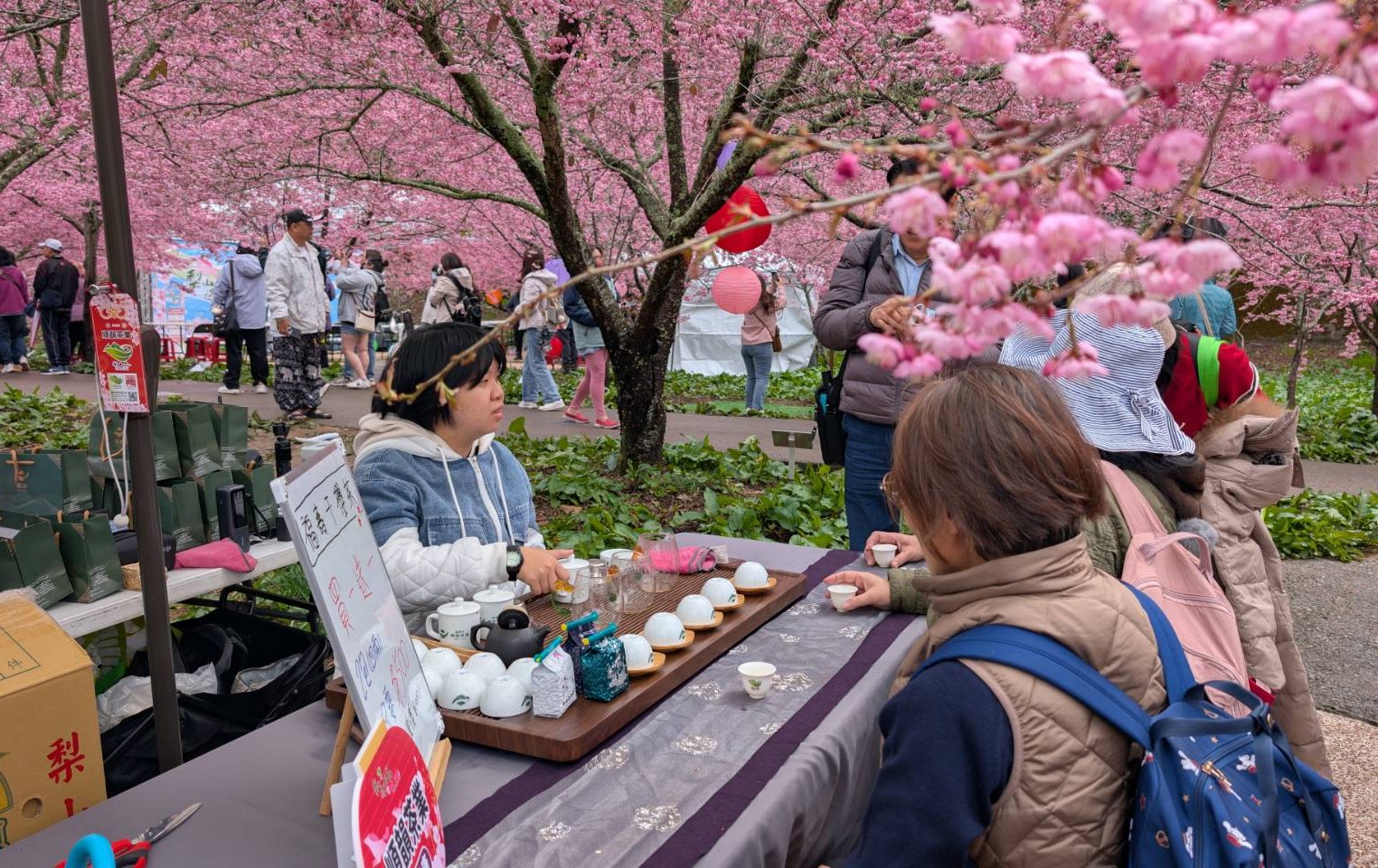 櫻花樹下封茶祈福！ 梨山茶會千人共賞春櫻茶香