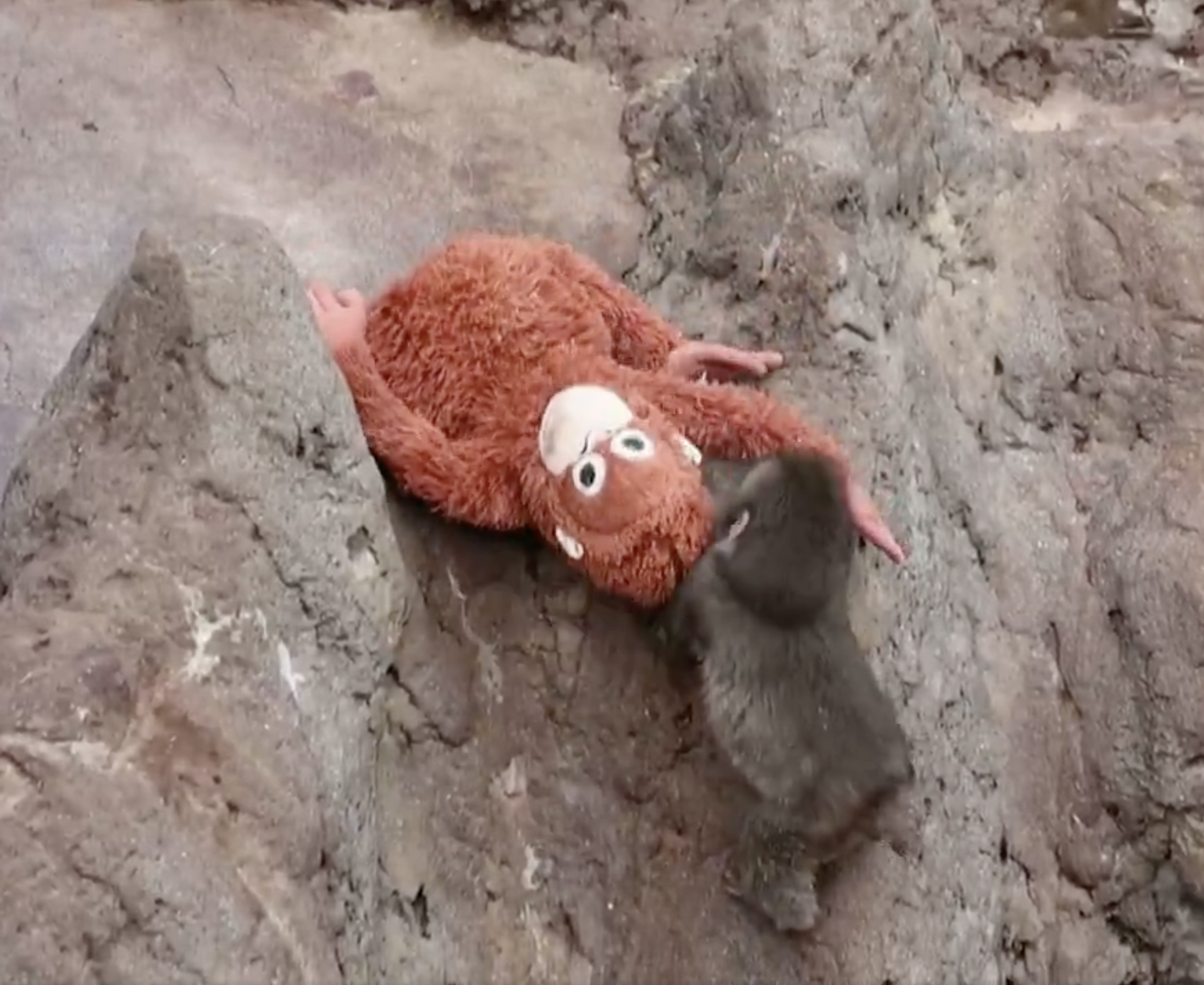 跨越物種的母愛！日本孤兒猴「Punch」抱布偶取暖　畫面惹哭萬名網友