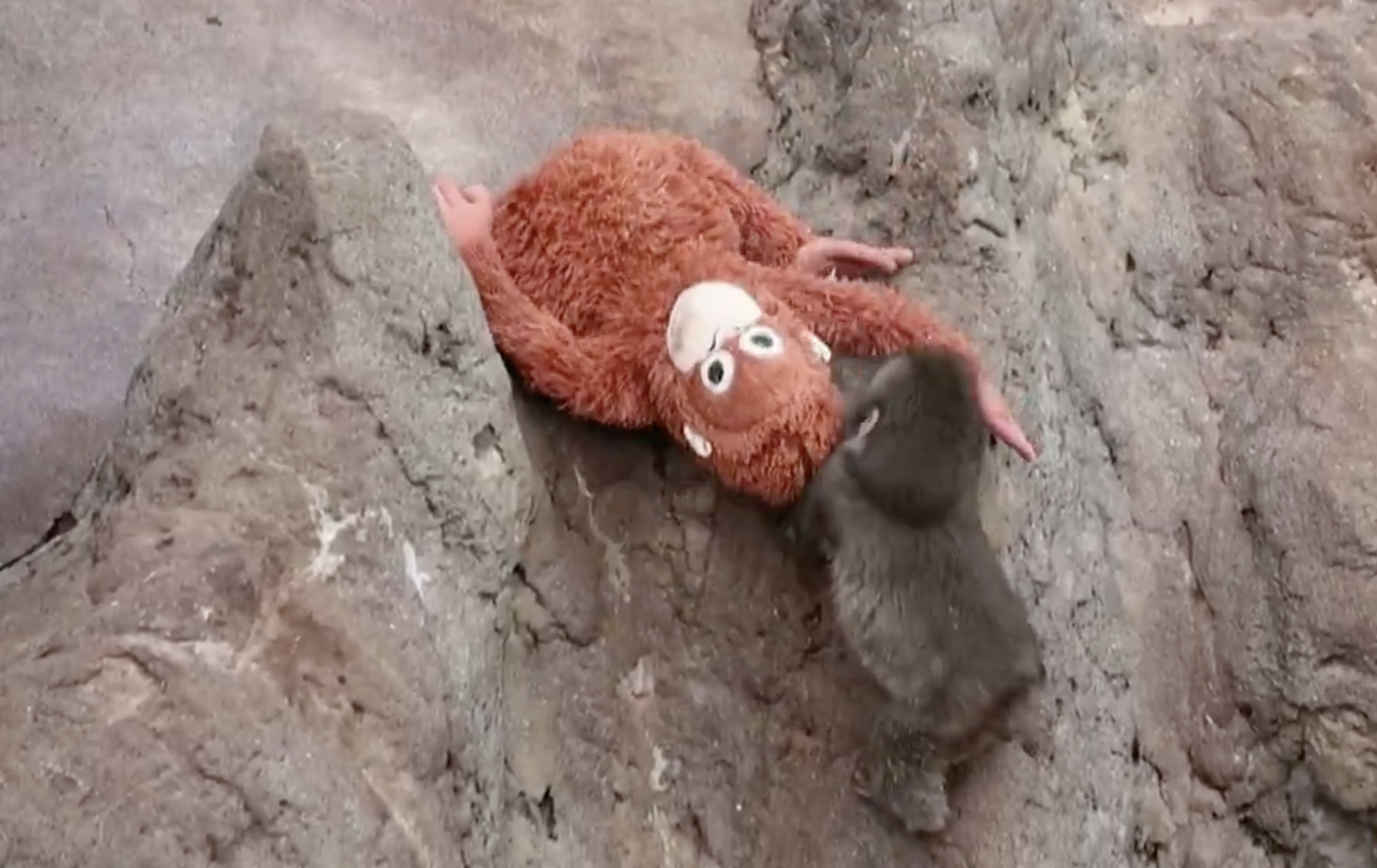 跨越物種的母愛！日本孤兒猴「Punch」抱布偶取暖　畫面惹哭萬名網友