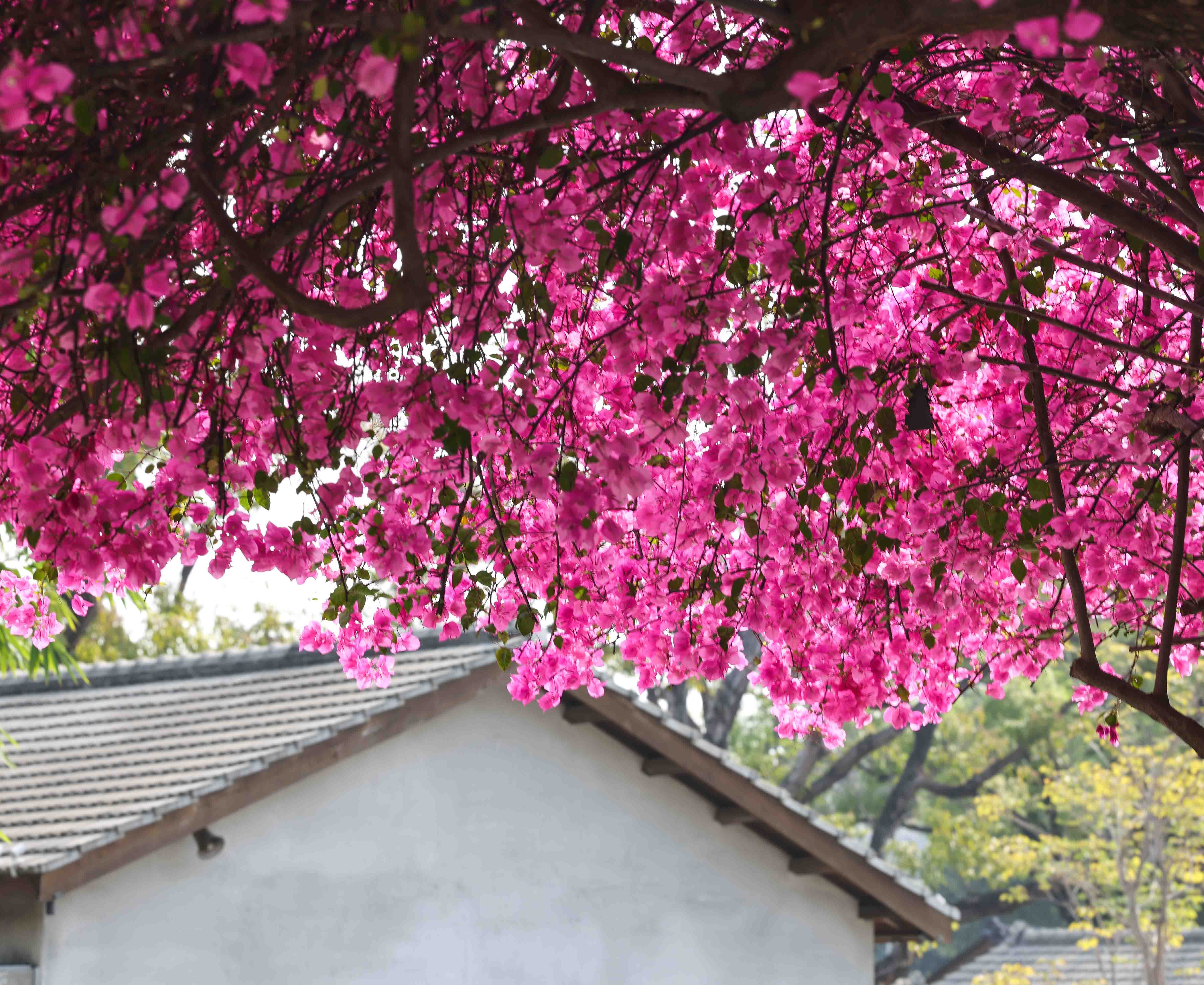 日式老宅疊加夢幻花瀑！台中「國家漫畫博物館」九重葛盛開 網路爆紅成最夯賞花打卡聖地