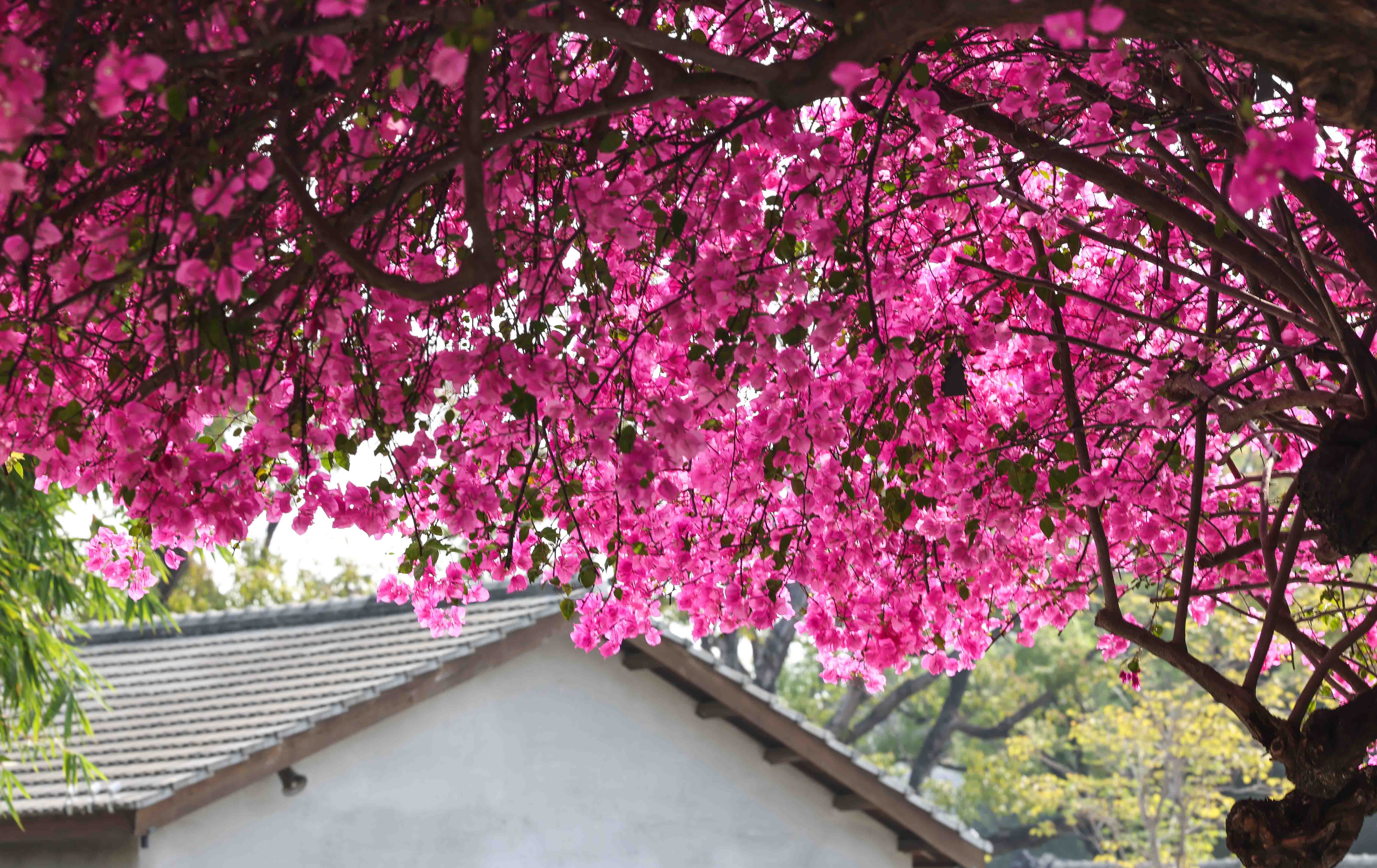 日式老宅疊加夢幻花瀑！台中「國家漫畫博物館」九重葛盛開 網路爆紅成最夯賞花打卡聖地