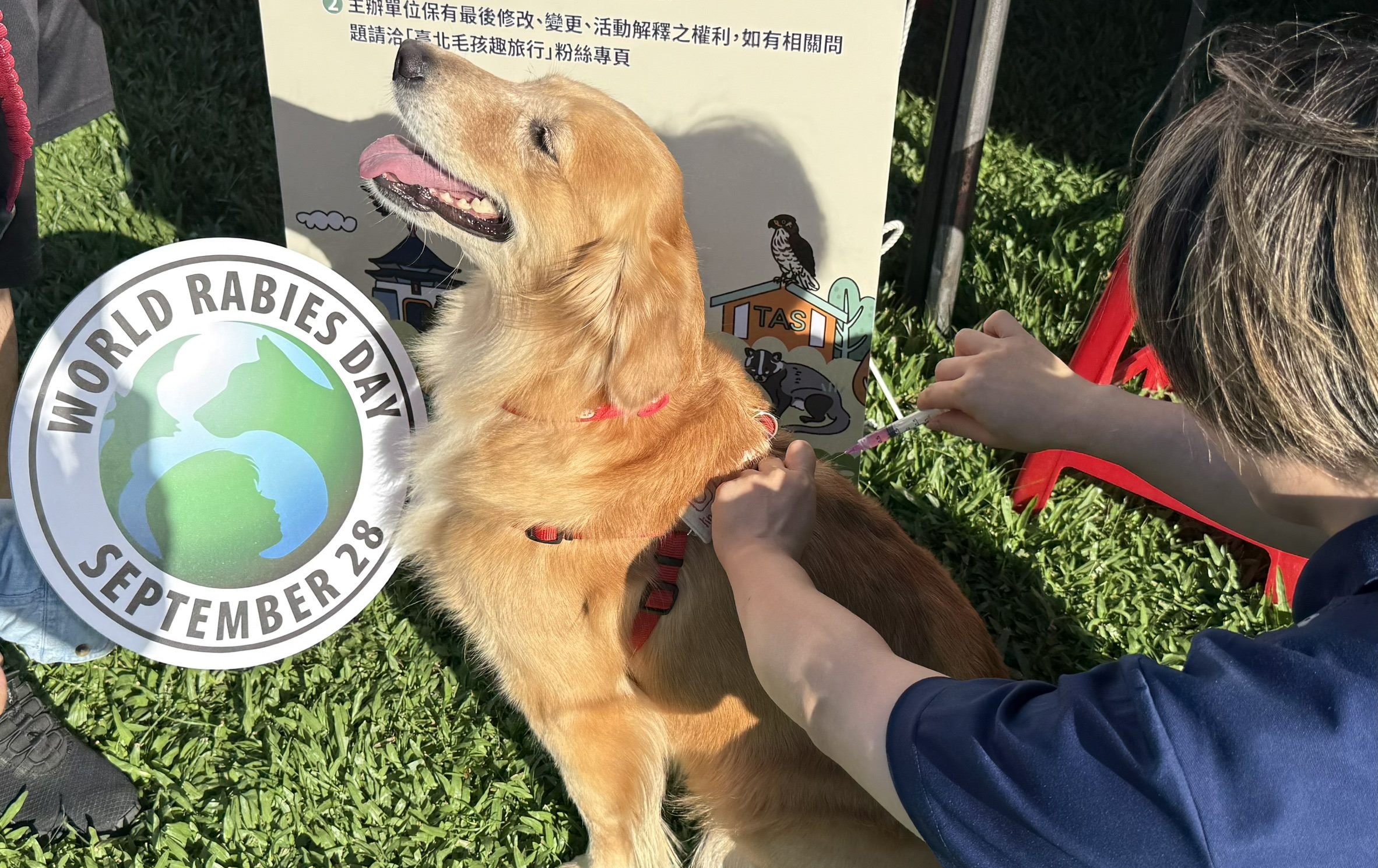 浪漫櫻花季毛孩也防疫！ 北市動保處29日大安森林公園送免費疫苗