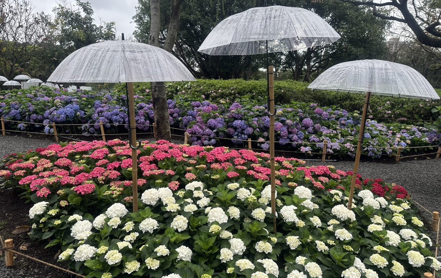 台北杜鵑花季盛大啟航！ 蔣萬安化身「拾花號」船長領航十週年花海