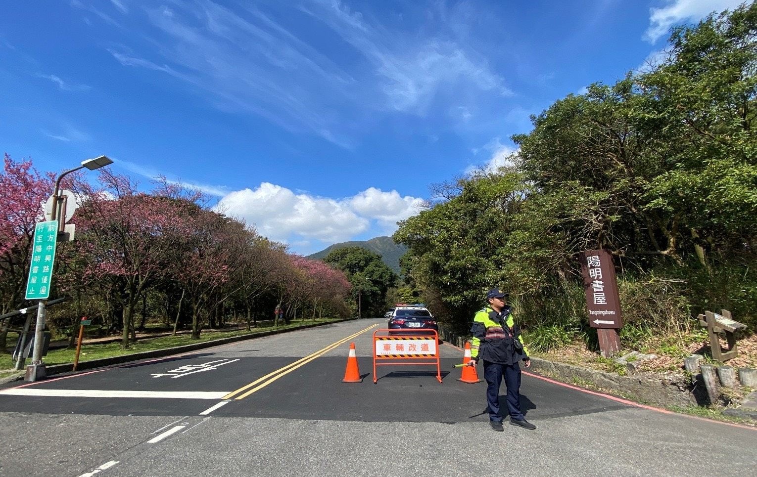 陽明山花季明登場！ 北投警公開避塞車攻略 漫步櫻花海最愜意