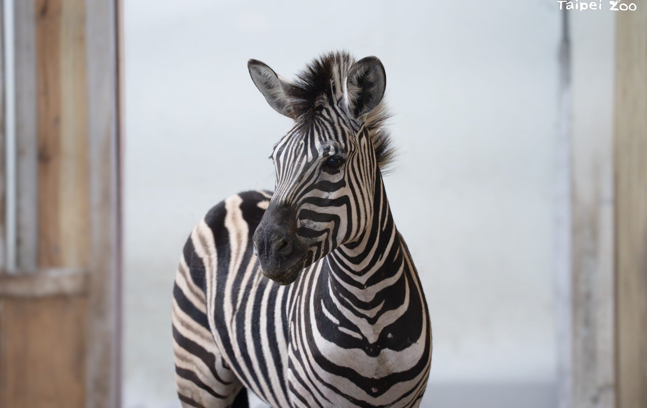 萌翻北上！ 頑皮世界斑馬「樹格登」抵達北市動物園 展開借殖新生活