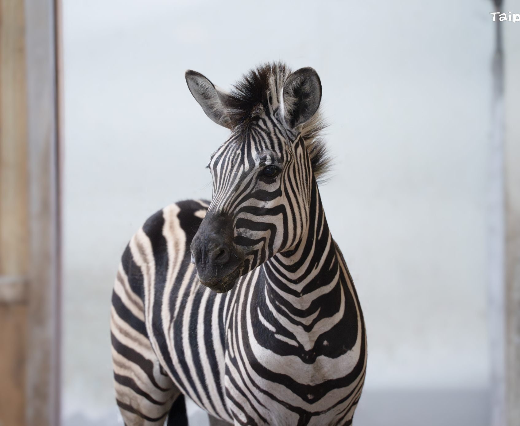 萌翻北上！ 頑皮世界斑馬「樹格登」抵達北市動物園 展開借殖新生活
