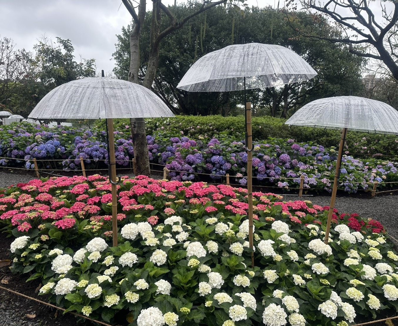 台北杜鵑花季盛大啟航！ 蔣萬安化身「拾花號」船長領航十週年花海