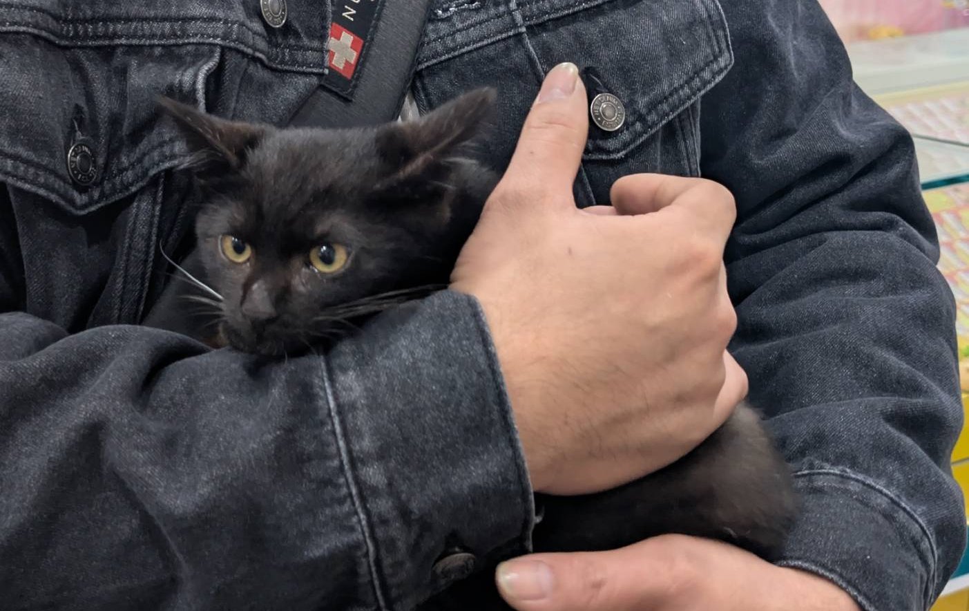 黑貓報恩！ 台中廚師救助流浪貓 幸運刮中百萬創業金