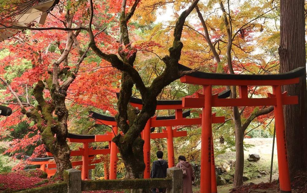 日本賞楓必訪｜城崎溫泉楓紅登場　浴衣漫遊七大外湯賞秋日絕景