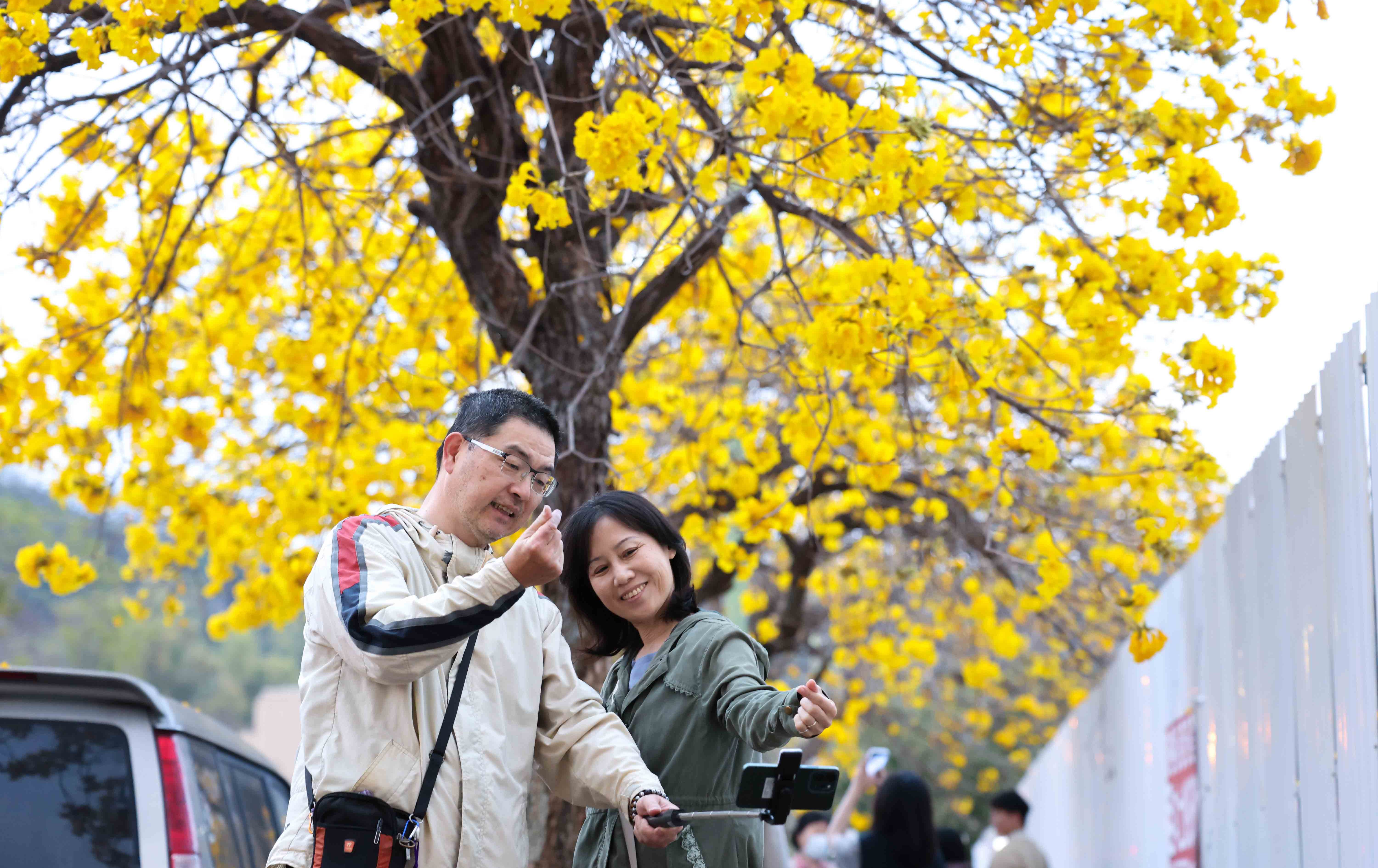 台中廍子公園黃花風鈴木「大爆發」！浪漫花雨預計美到月底