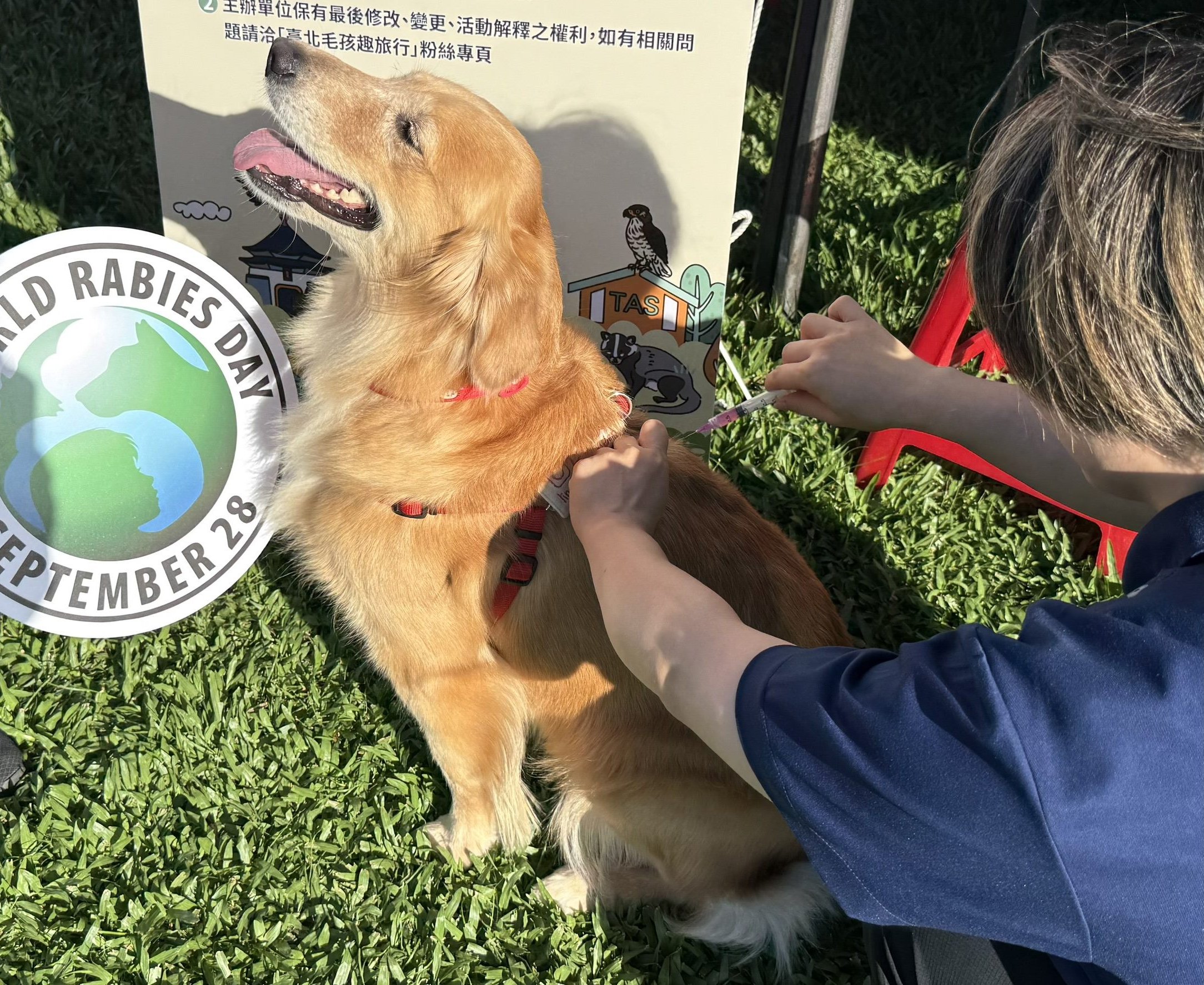 浪漫櫻花季毛孩也防疫！ 北市動保處29日大安森林公園送免費疫苗