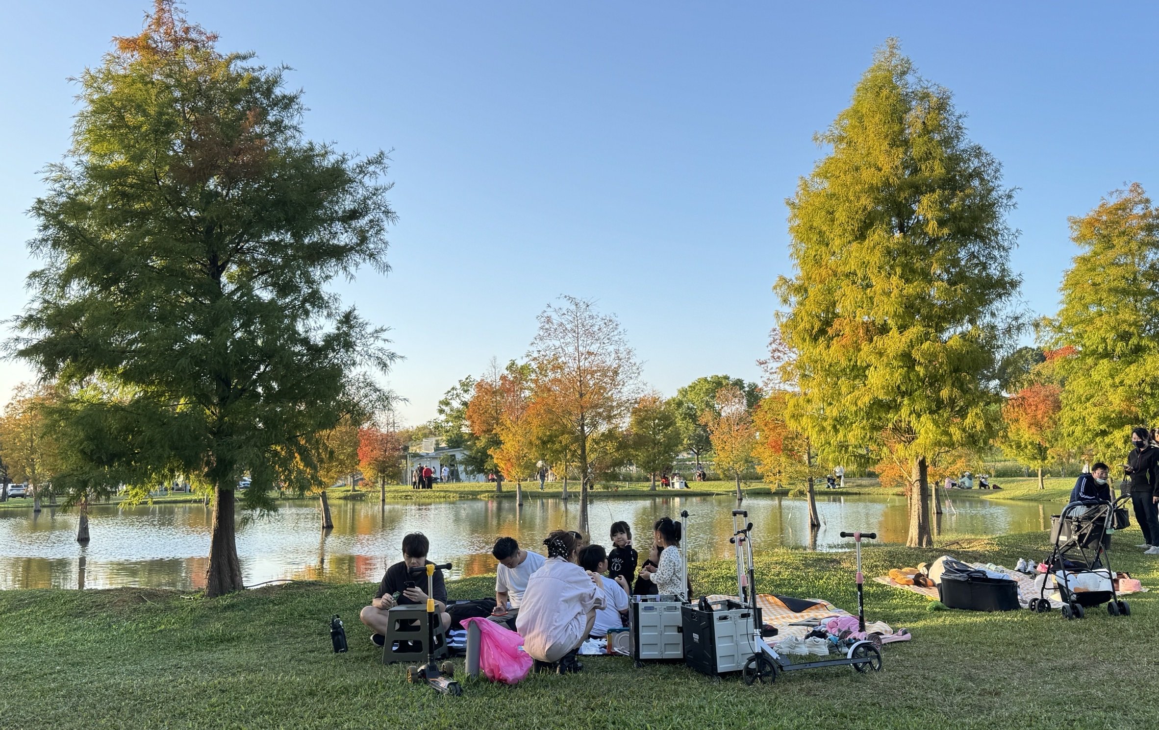 台中秋冬最詩意！ 后里、南屯、太平三大落羽松秘境接力變色 宛如歐風童話場景