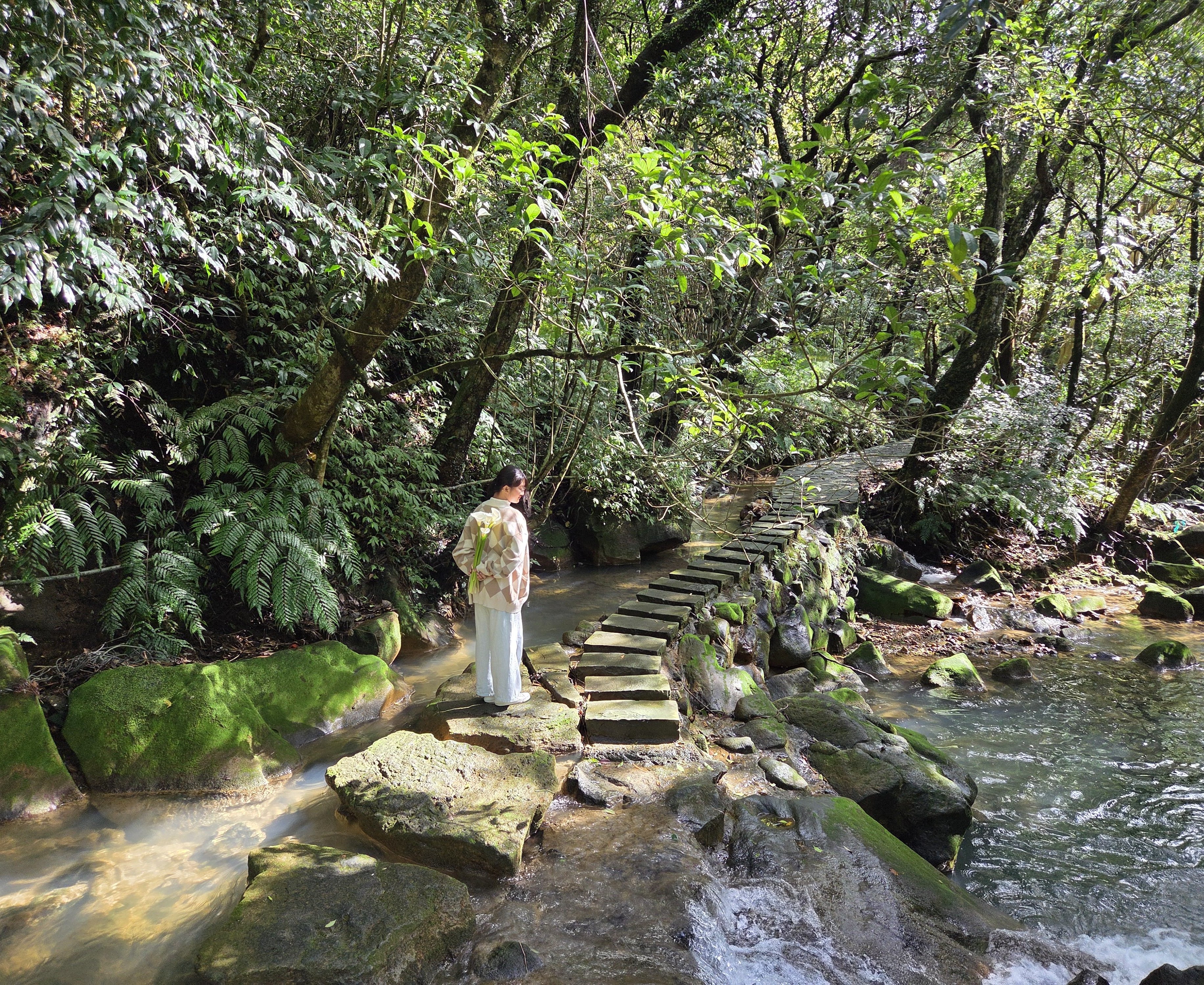 陽明山海芋季浪漫開跑！ 竹子湖純白花海打造最強「花田樂章」