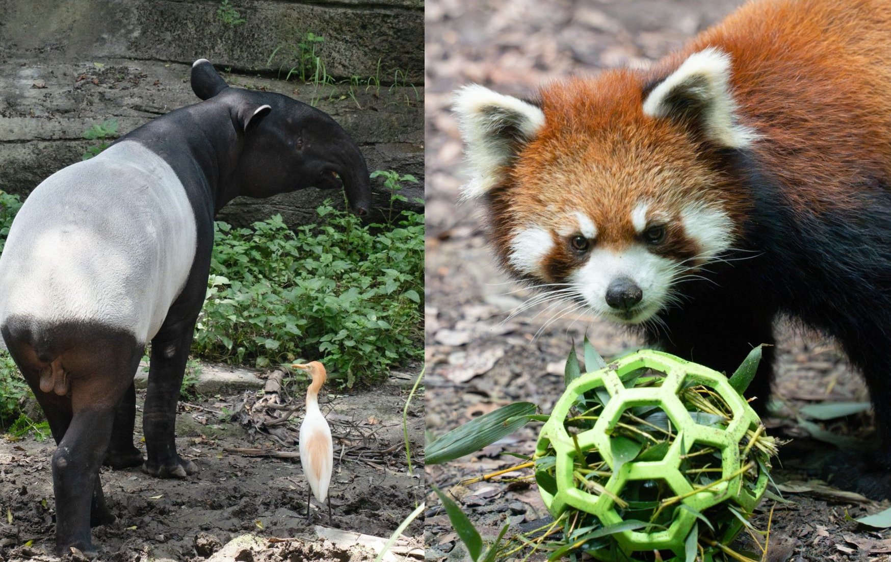 台北》台北市立動物園結束歲修今重新開園 馬來貘「Bintang」、小貓熊「茜茜」首度亮相