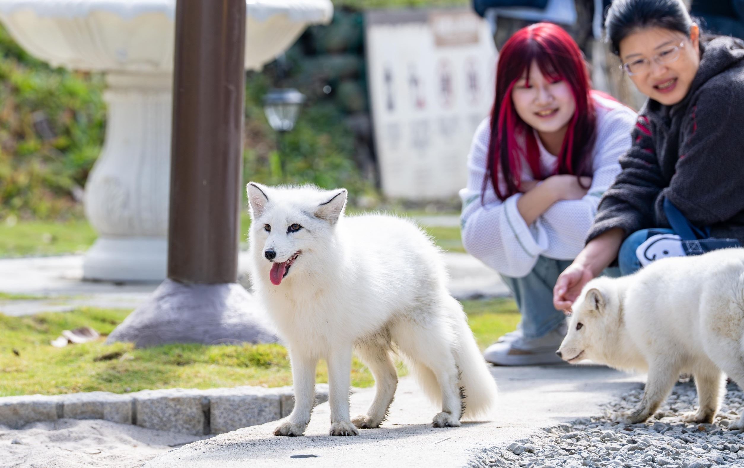狐狸、笑笑羊萌翻內門！「野森動物學校」試營運啟動 打造東高雄最強自然教室