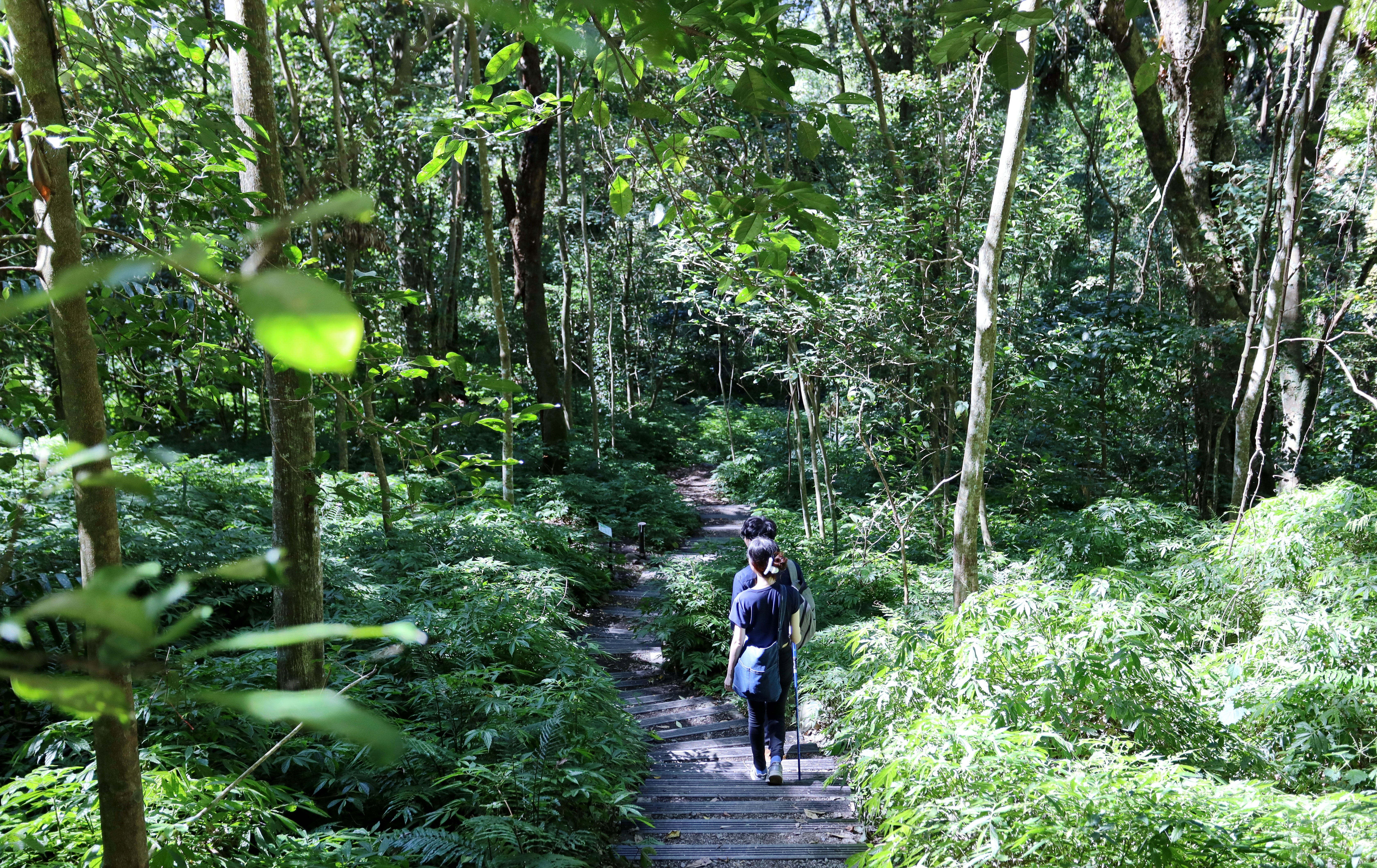 雪山坑登山步道完工啟用 帶你一探《賽德克‧巴萊》秘境