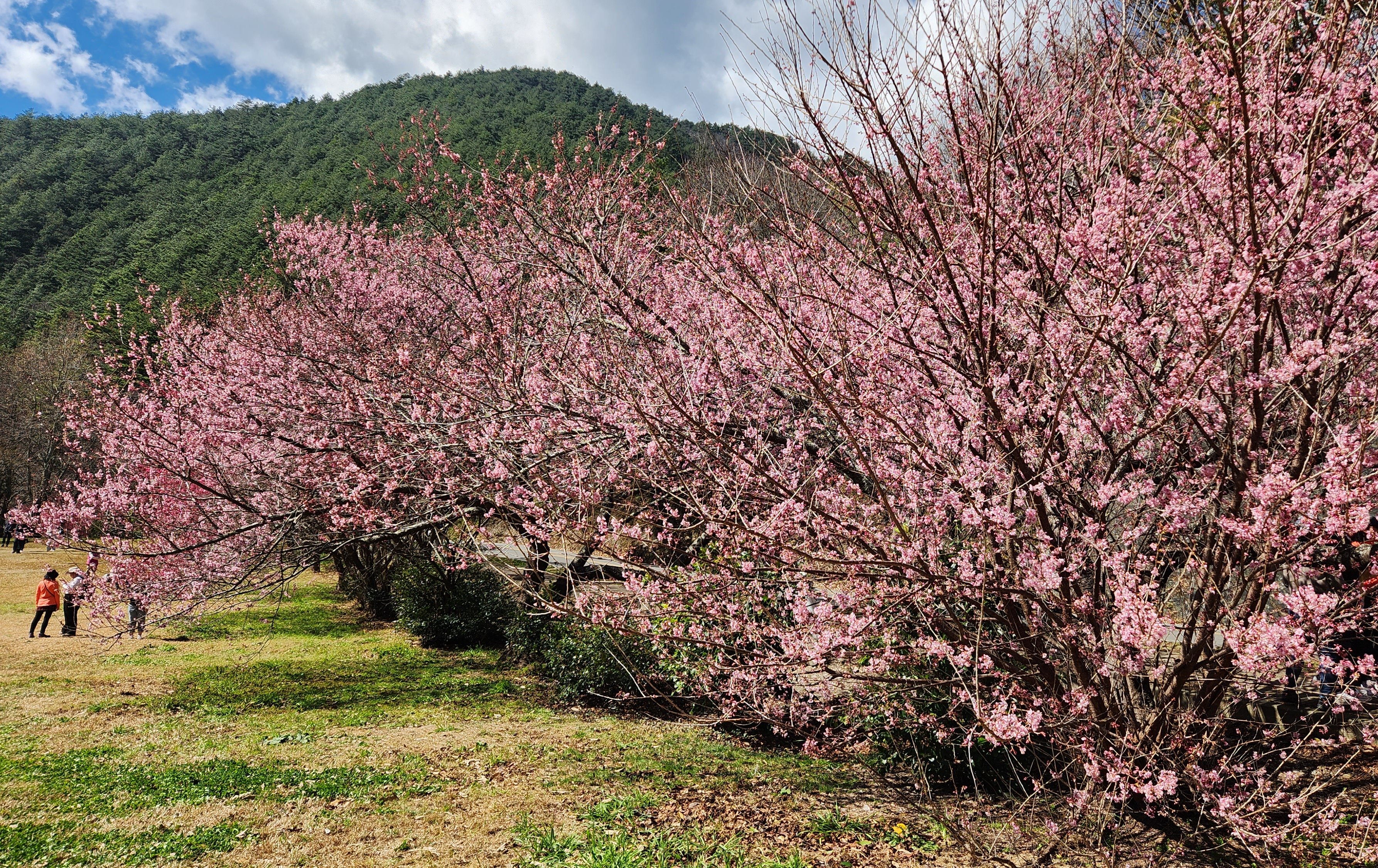 台中Go一鍵預約！ 武陵櫻花季交通聯票今日開搶，漫步粉紅隧道免開車