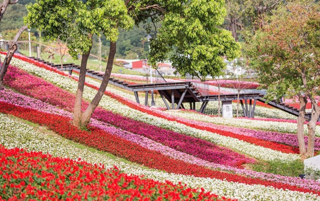2026三層崎花海二月浪漫登場 雙公園串聯賞櫻新秘境