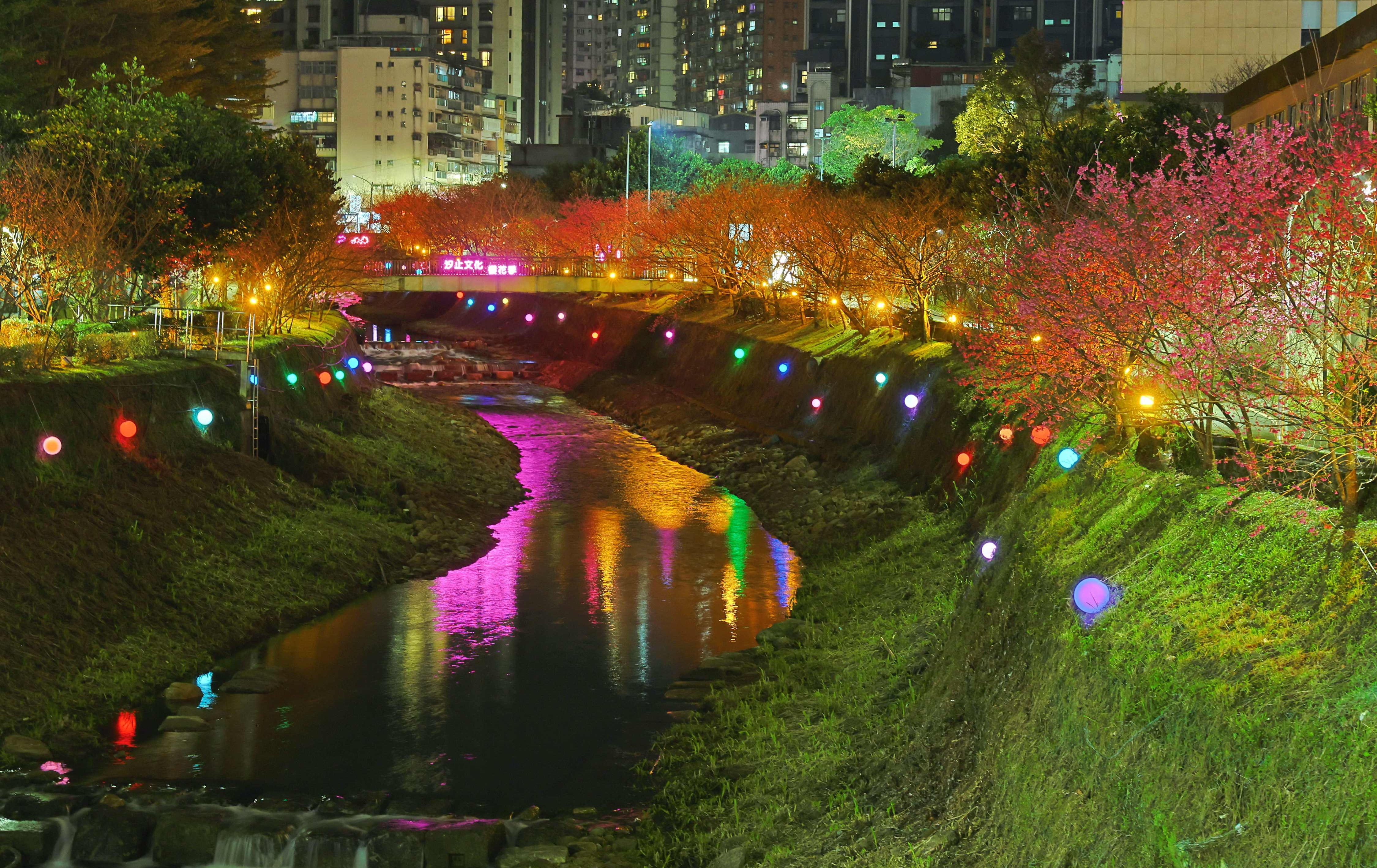 溪畔桃紅漫步！ 汐止康誥坑溪「文化櫻花季」夜間點燈 浪漫夜櫻首度登場