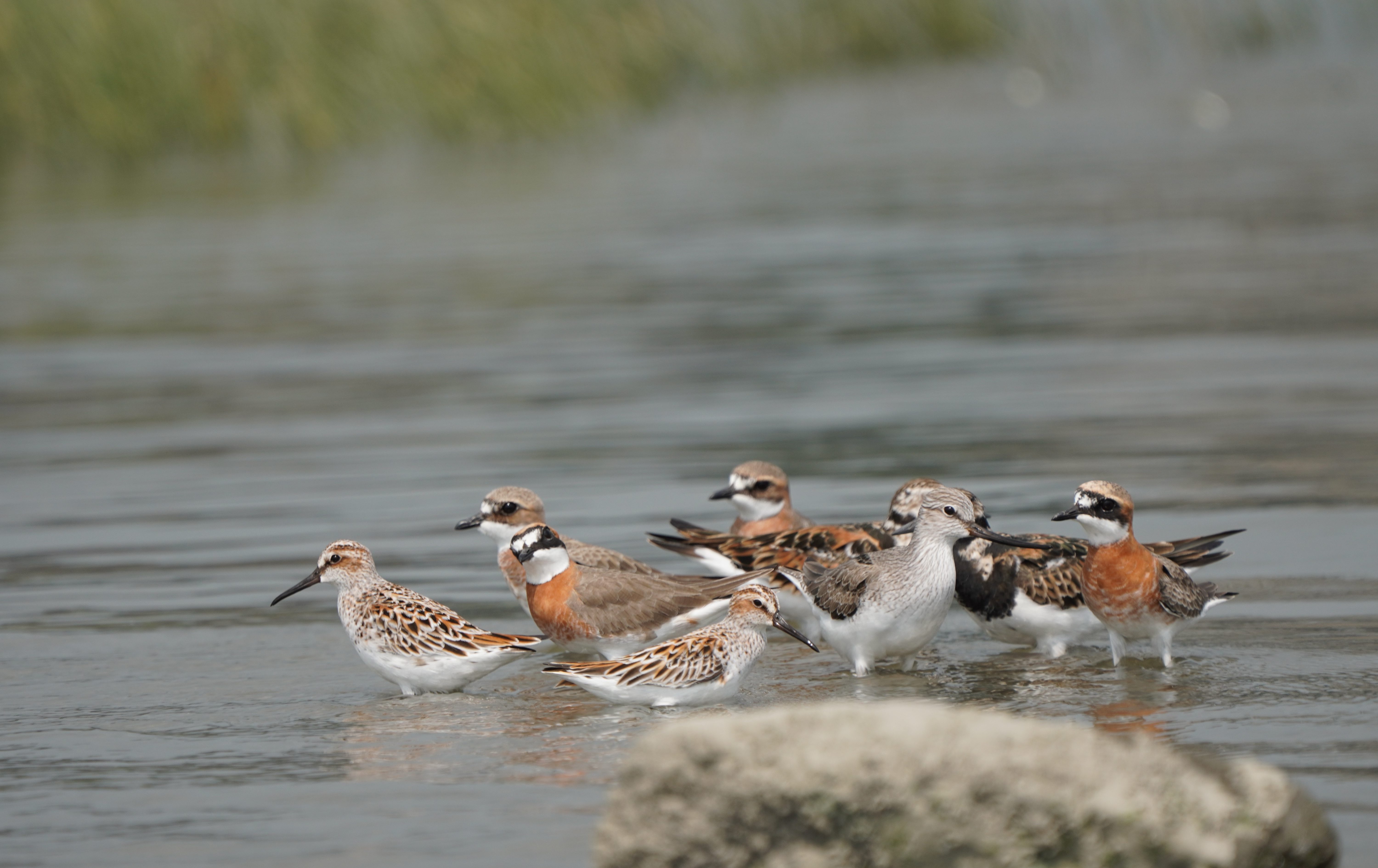 社子島濕地驚見黑面琵鷺 田鷸數量刷新紀錄！