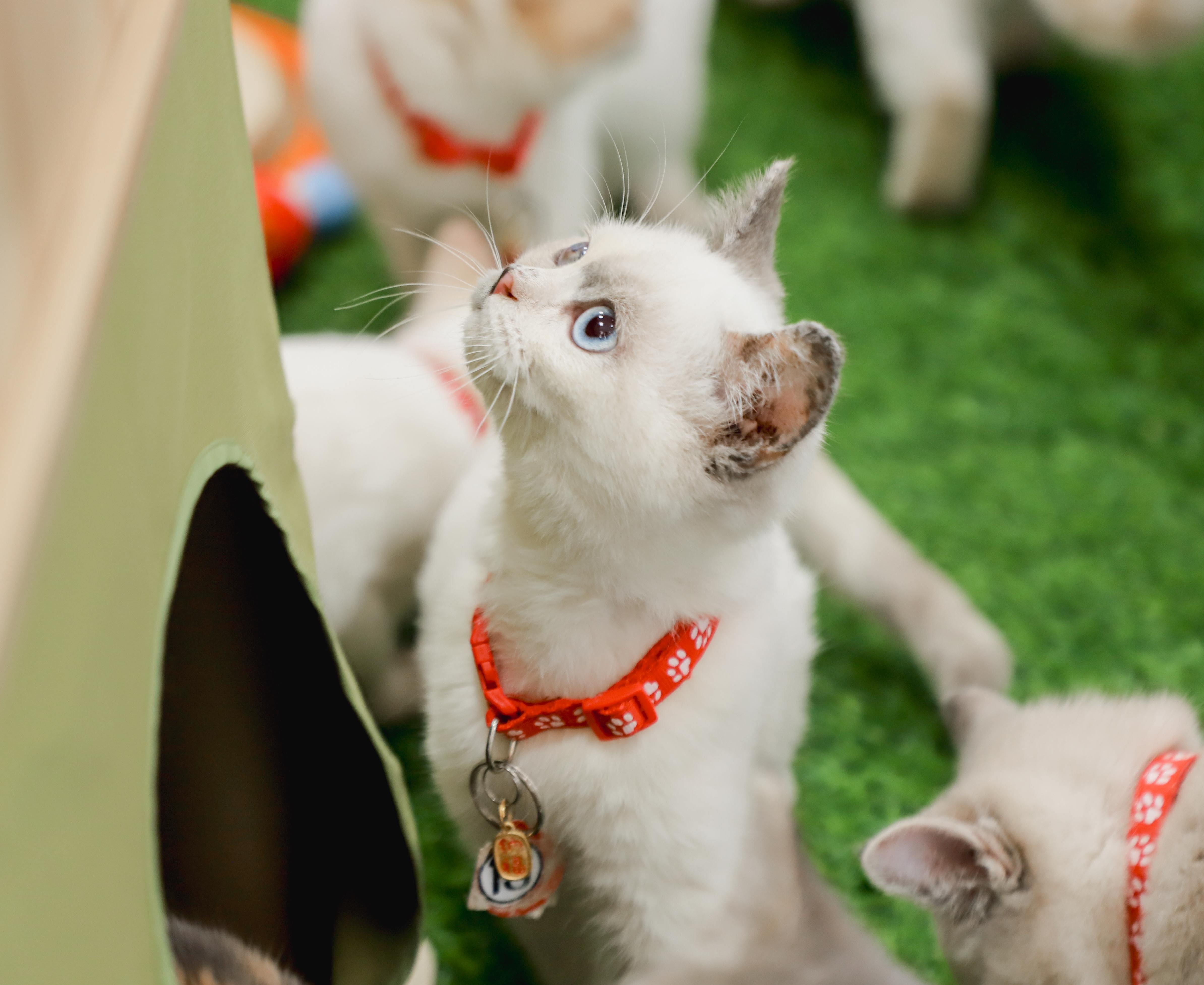 0.65%天選機率！ 嘉義縣「喵星人命定配對」揭曉 嘉義縣抽出29位鏟屎官