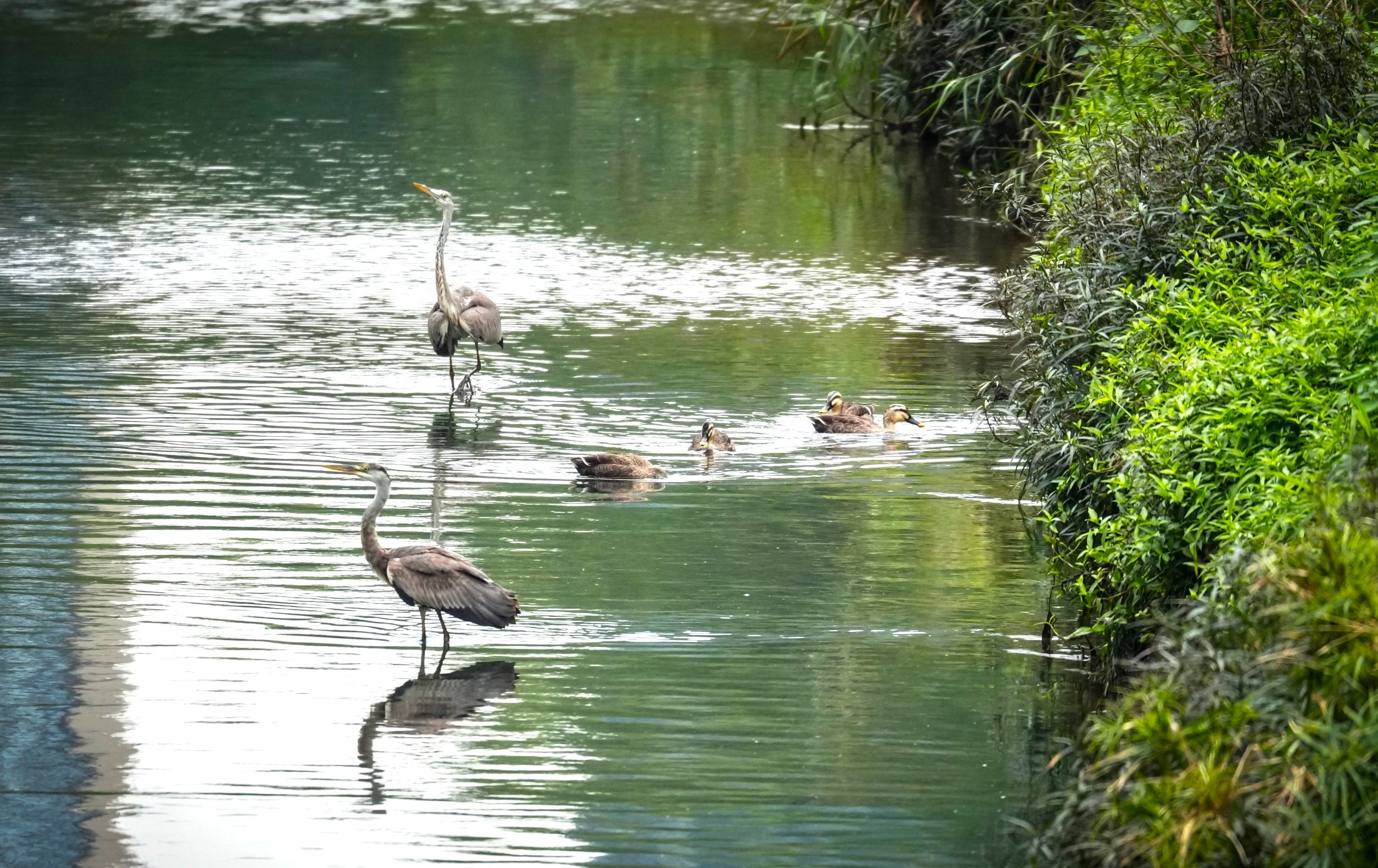 野生嬌客湳仔溝打卡  冬候鳥花嘴鴨現蹤引爆都市賞鳥熱潮
