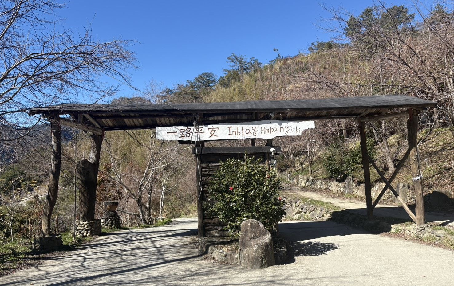 2026司馬庫斯櫻花季來了！ 1/19線上搶通行證 錯過再等一年