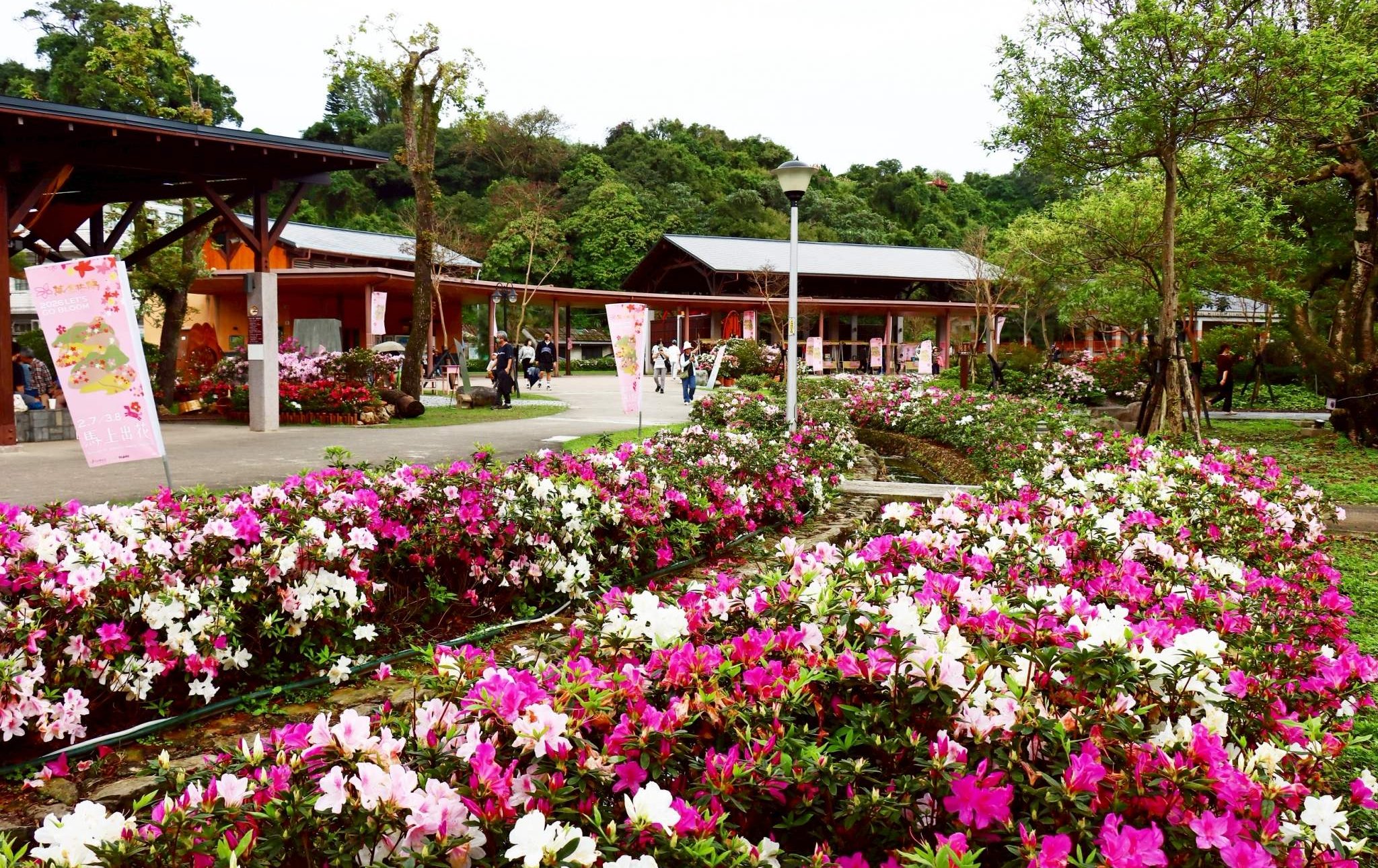 萬金杜鵑盛開！ 萬里金山雙展區週末壓軸接力 藝文市集與百人彩繪點亮北海岸