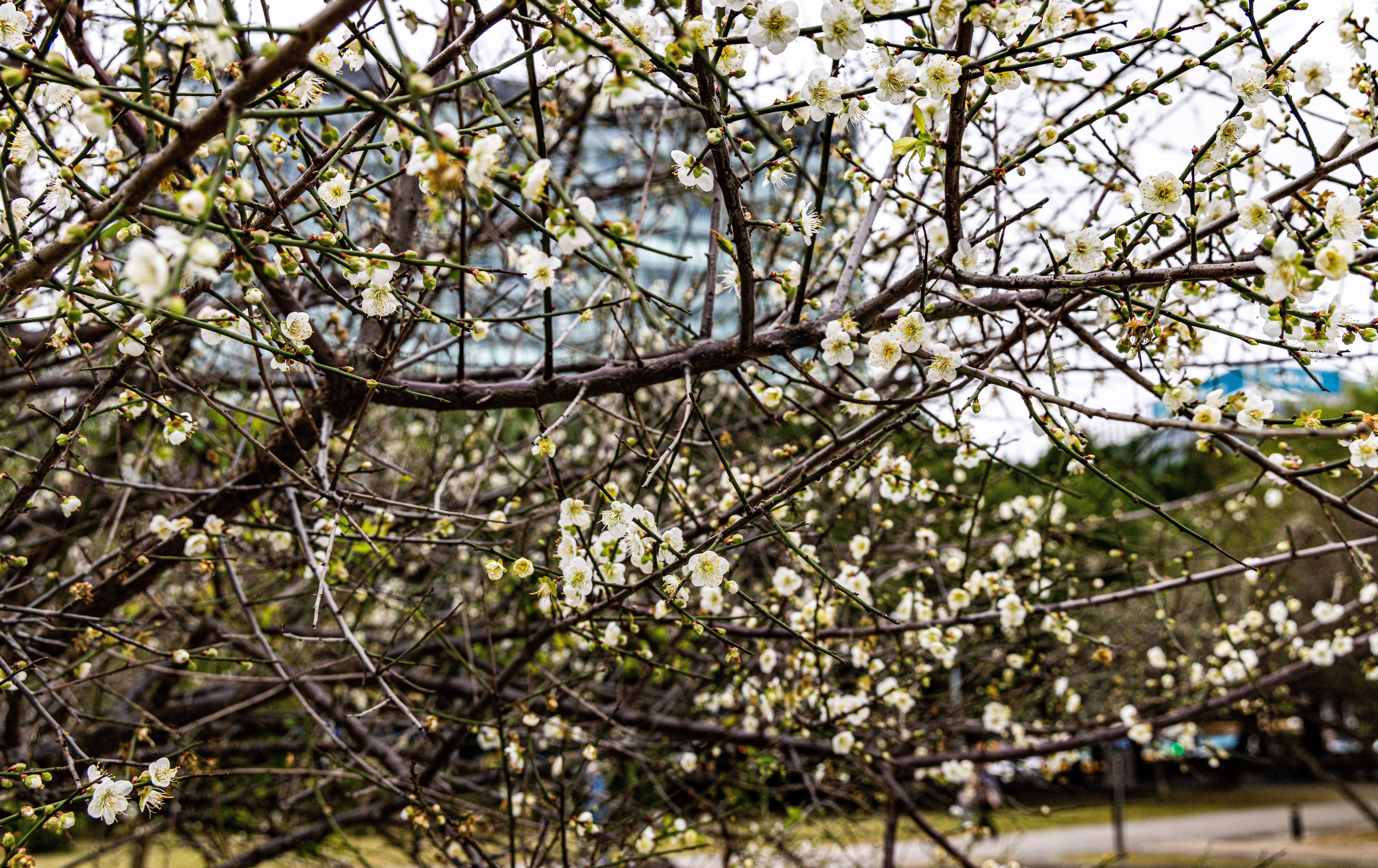 城市漫步輕旅行 榮星花園「細雪」紛飛 賞梅正當時