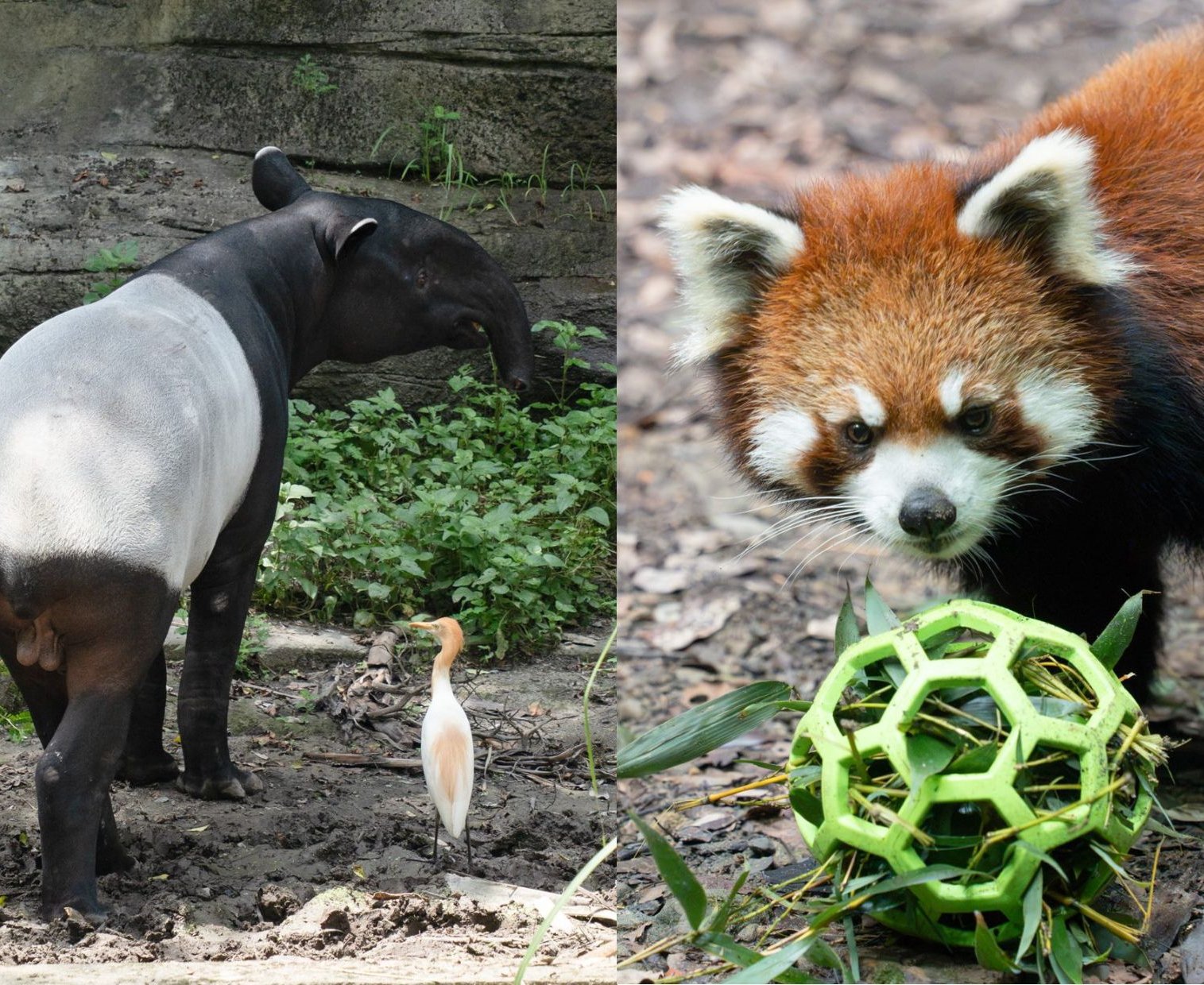 台北》台北市立動物園結束歲修今重新開園 馬來貘「Bintang」、小貓熊「茜茜」首度亮相