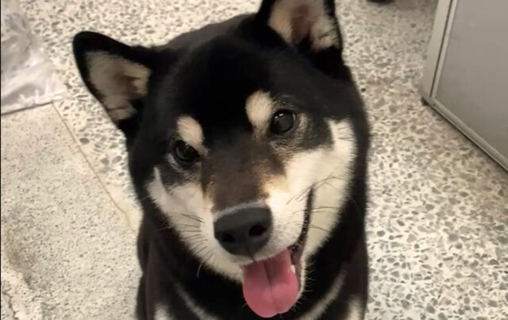 春節寵物生病別發愁！ 北市動保處彙整連假醫院名單助毛孩平安過好年