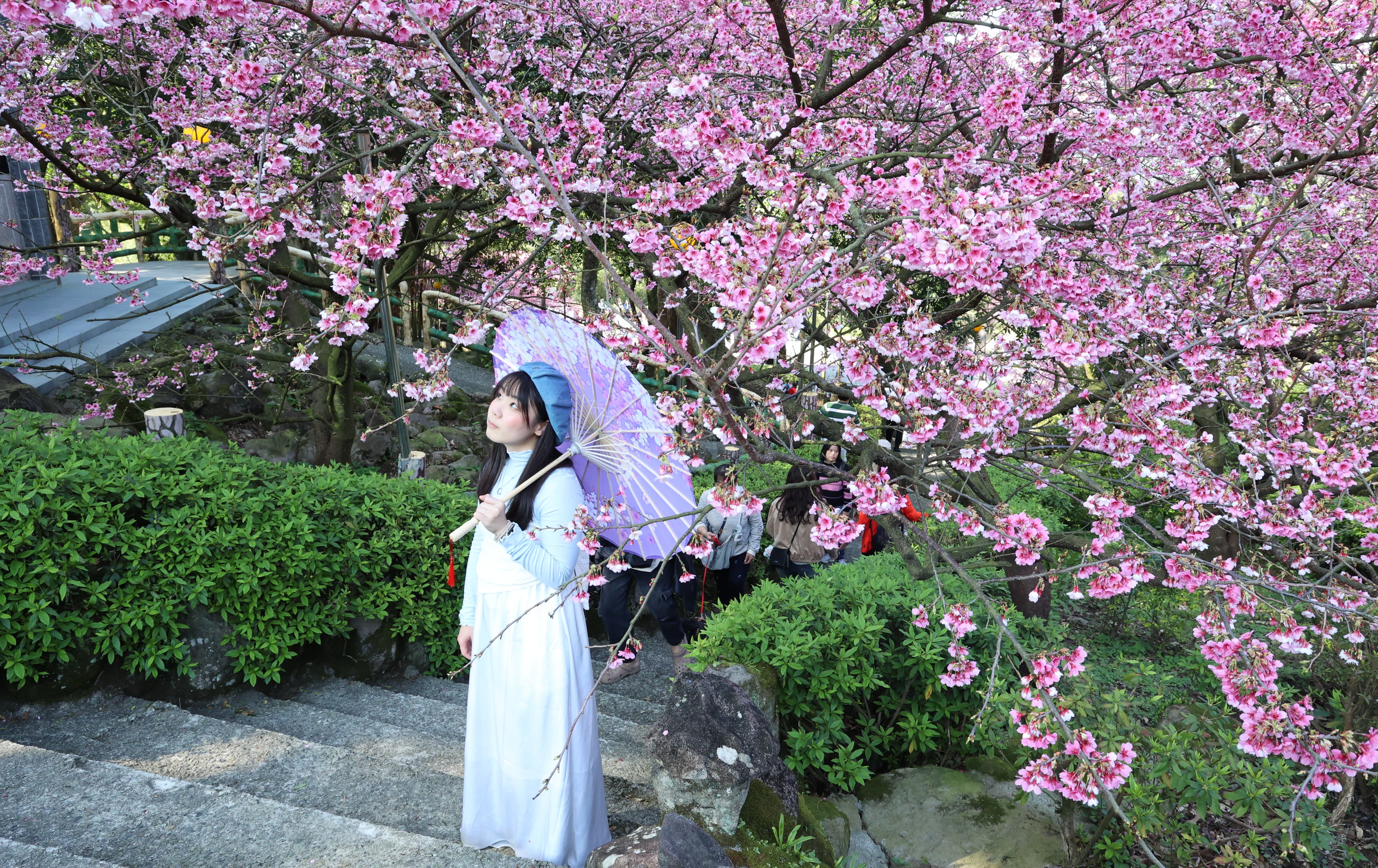 全台唯一木蓮花海盛放！ 新北「粉紅三角」秘境一日遊全攻略