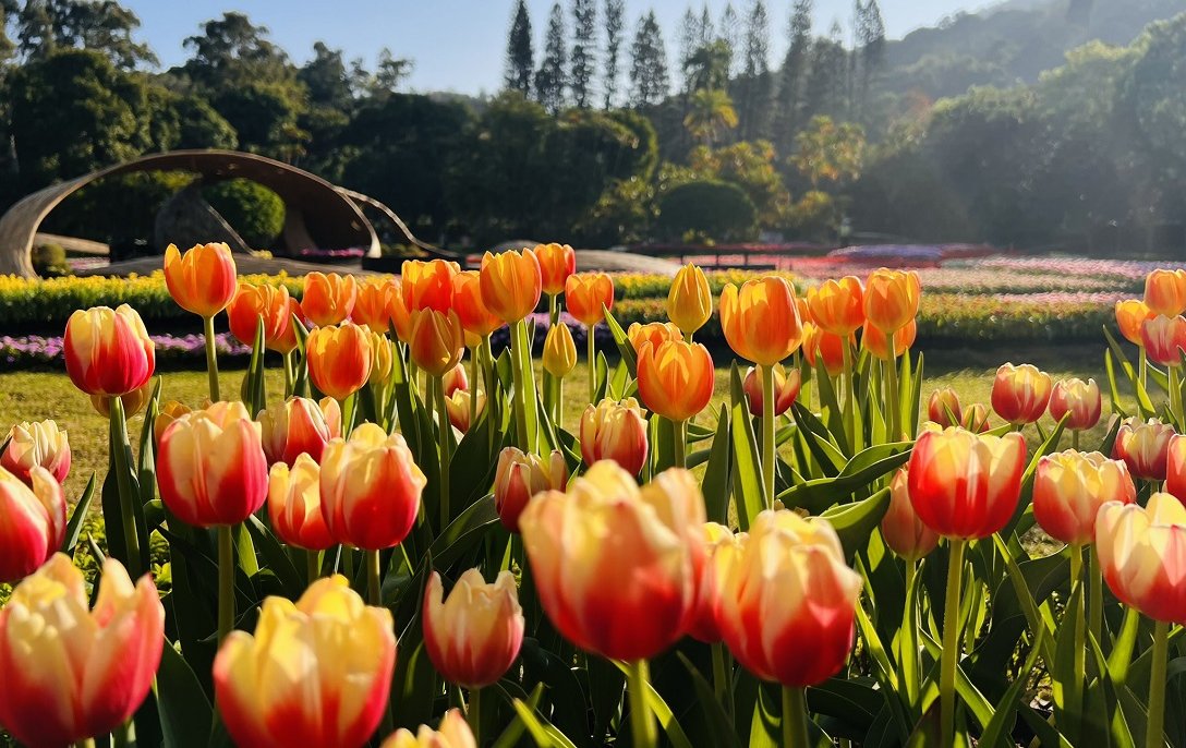 2026士林官邸鬱金香展開幕！ 11萬株花海打造北市最美「浪漫滿園」