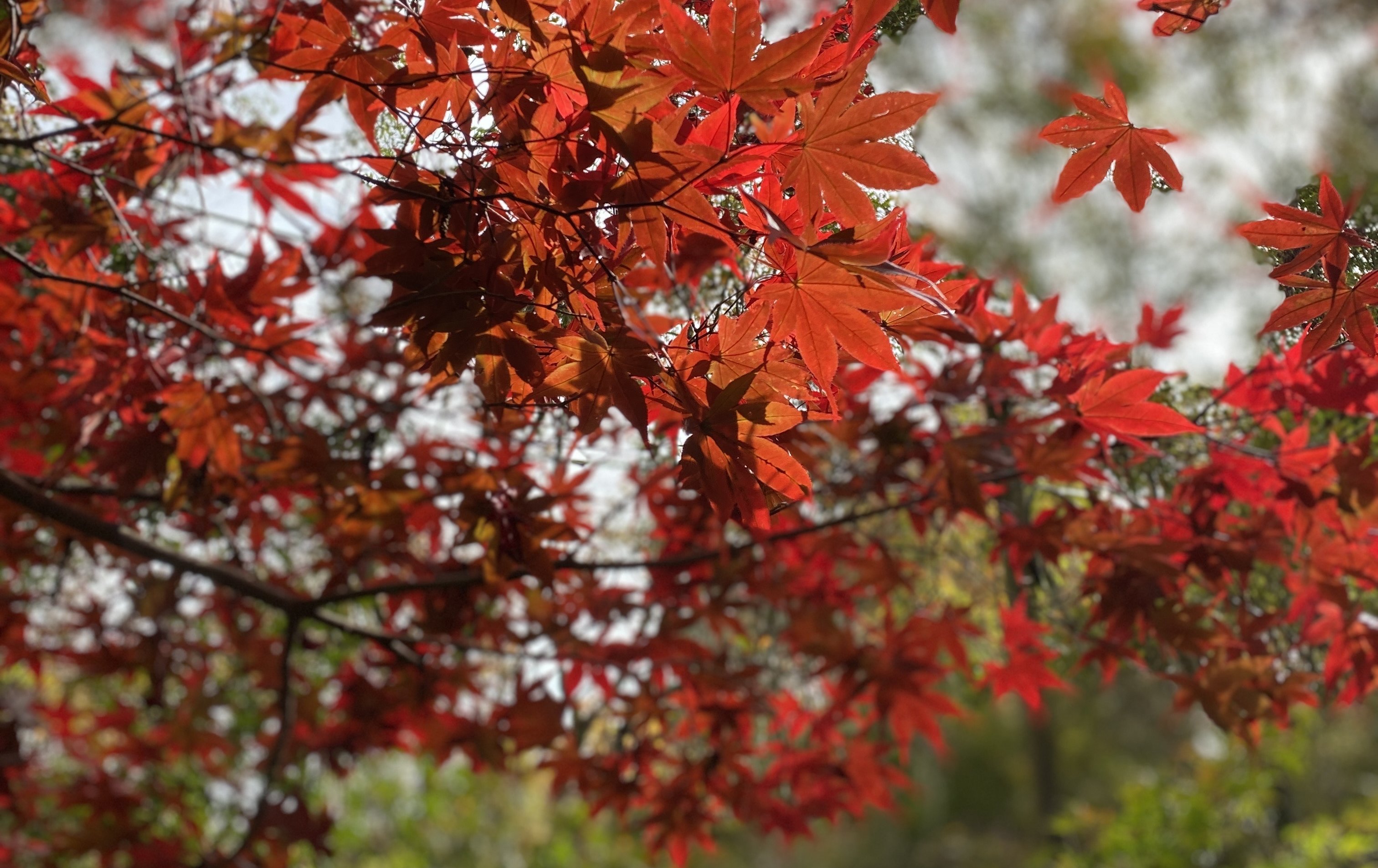 搭公車賞楓趣！「台中Go」限時優惠套票開賣