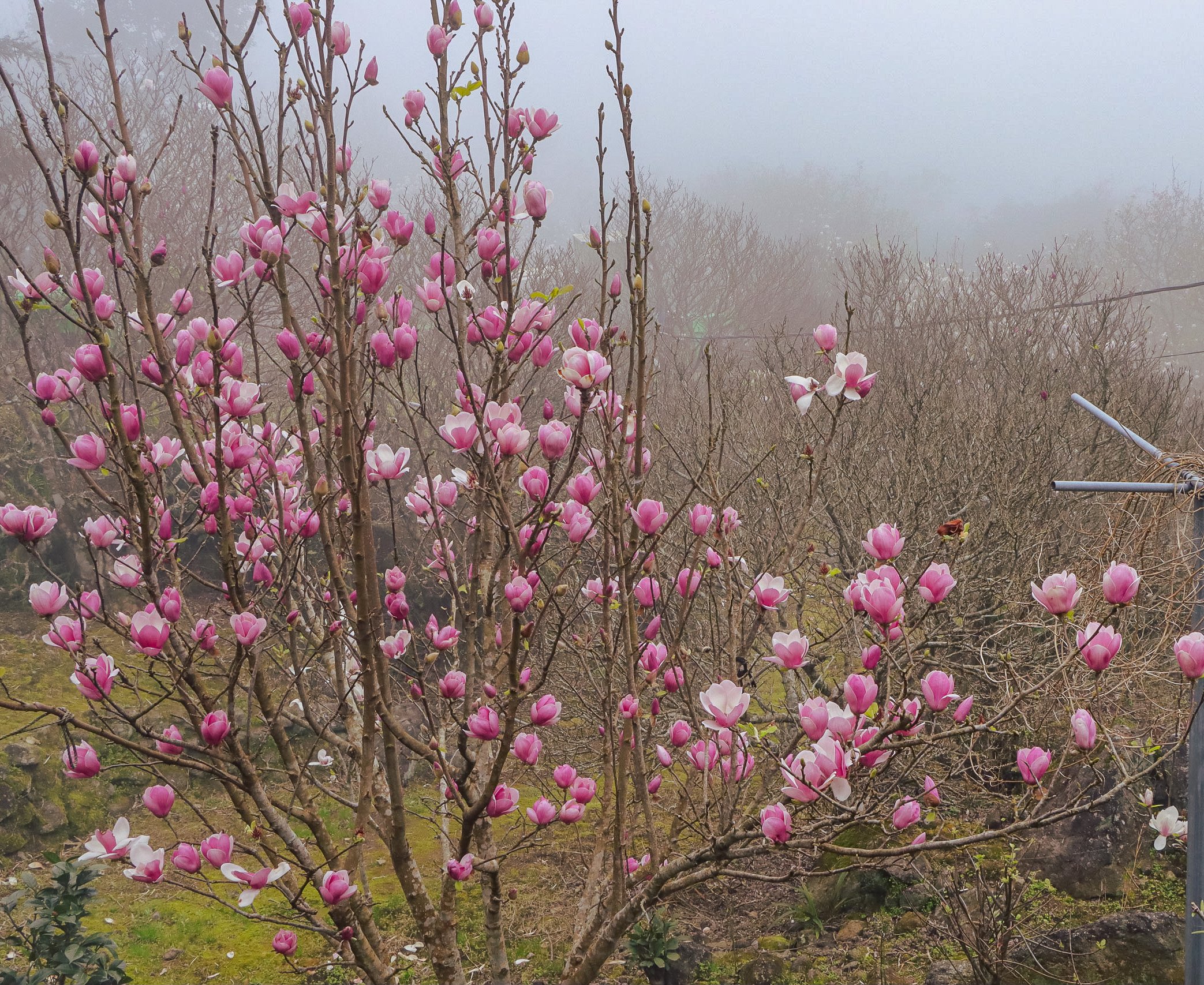 全台唯一木蓮花海盛放！ 新北「粉紅三角」秘境一日遊全攻略