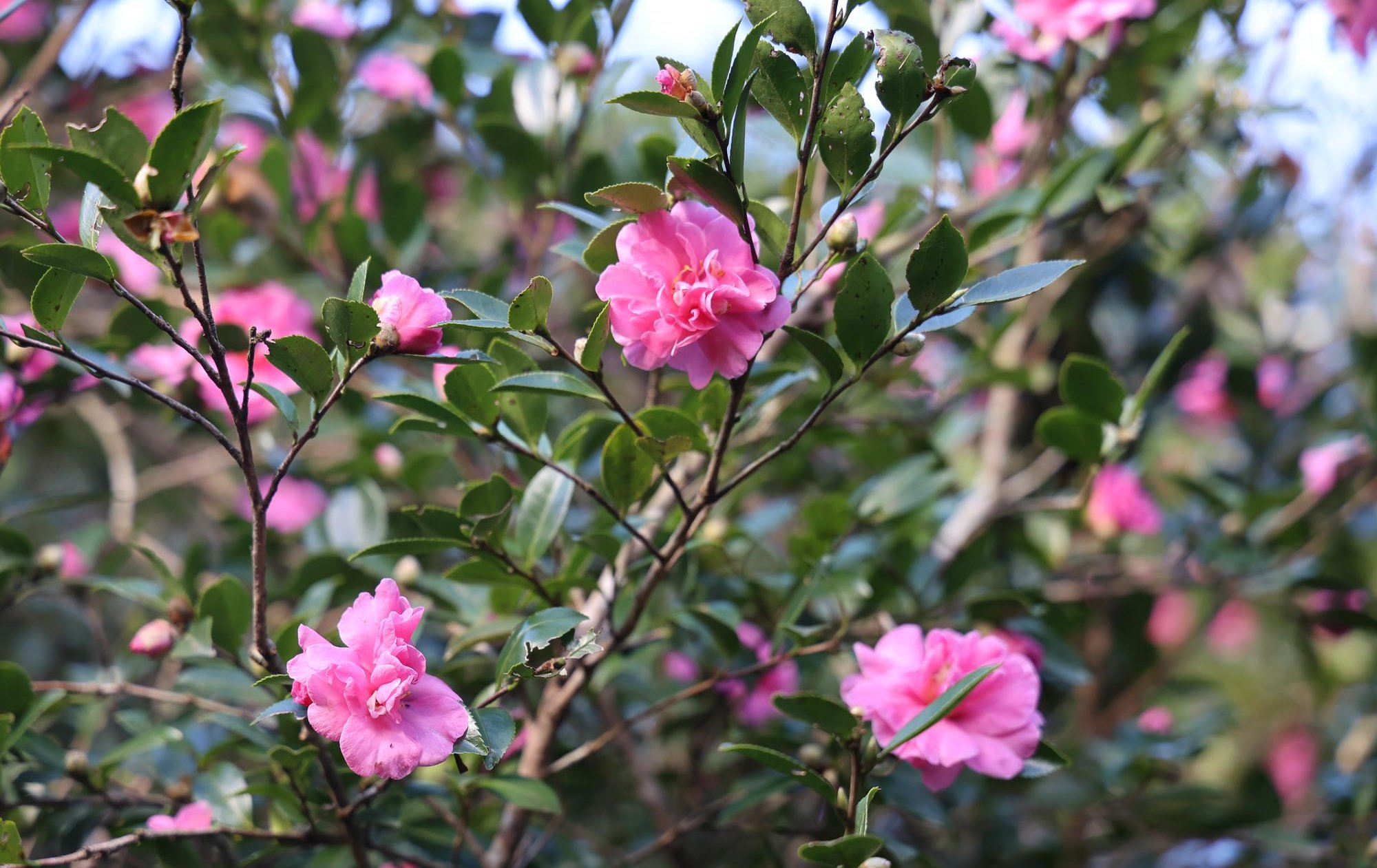 賞楓・觀銀杏・看茶梅 陽明山秋日小旅行