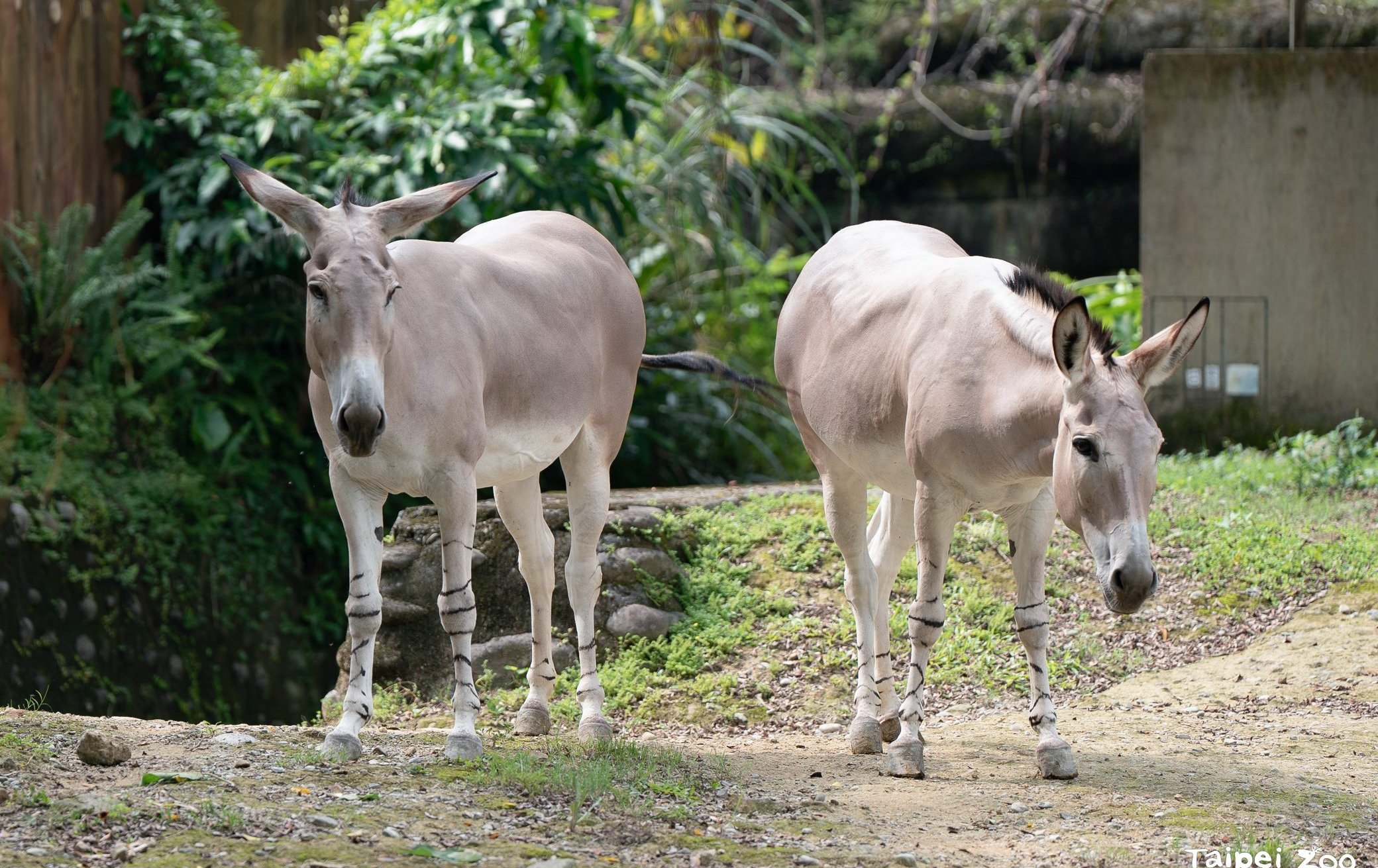 「馬」上辦案！ 2026動物園特展跟著偵探「霍斯」解密奇蹄目