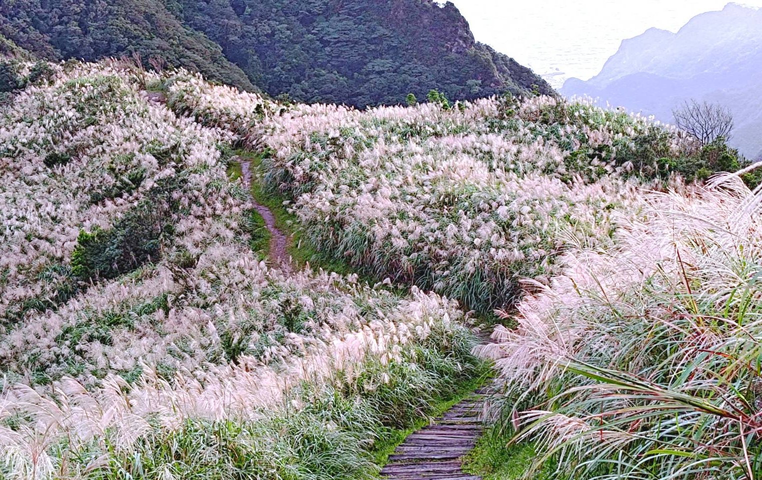 山城變身銀白秘境！ 瑞芳三安社區成賞芒秘境