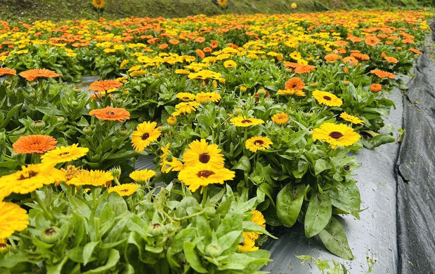 尖石那羅灣金盞花海盛開！「黃金香草部落」限時入園攻略看這裡