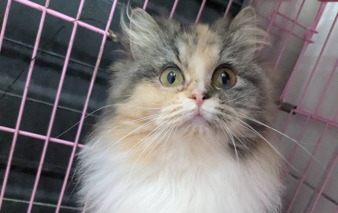 助喵星人重獲新生！ 新竹縣動保所12/19開放認養29隻品種貓