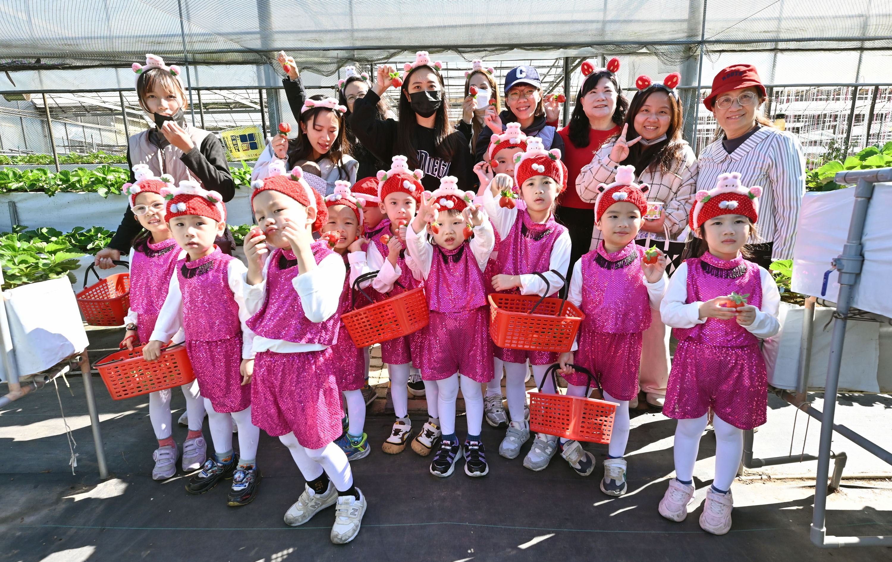 苗栗大湖草莓季香甜開跑 快來一趟採果、泡湯暖冬小旅行