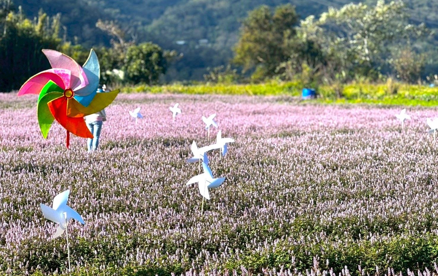 關西仙草節浪漫登場 仙草咖啡、浪漫花海邀民眾共饗
