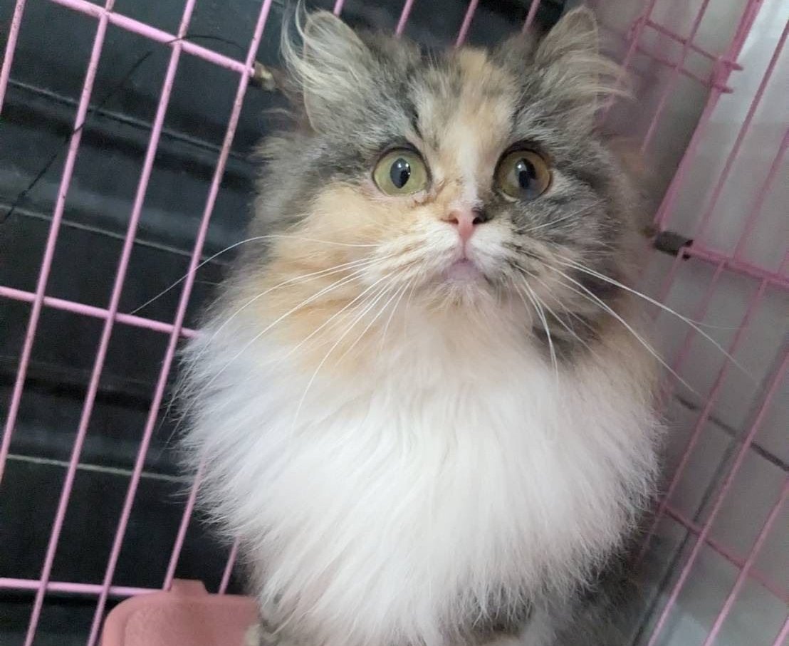 助喵星人重獲新生！ 新竹縣動保所12/19開放認養29隻品種貓