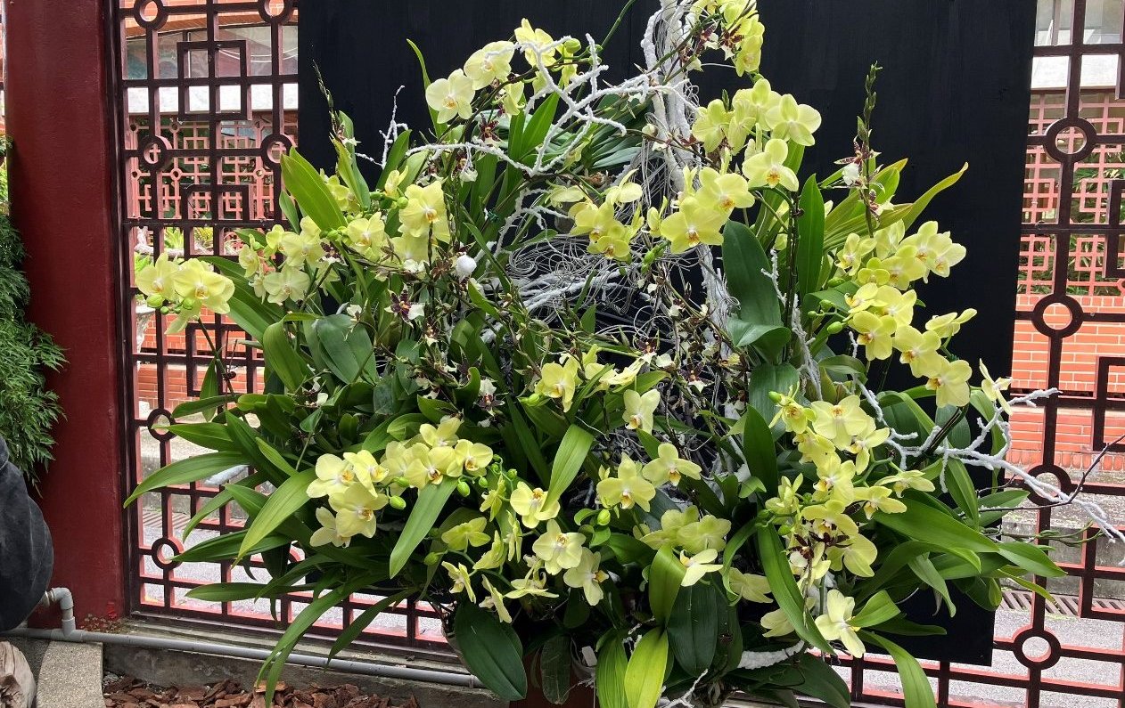 萬株蘭花打造飛瀑美景 士林官邸春節花卉展開跑！