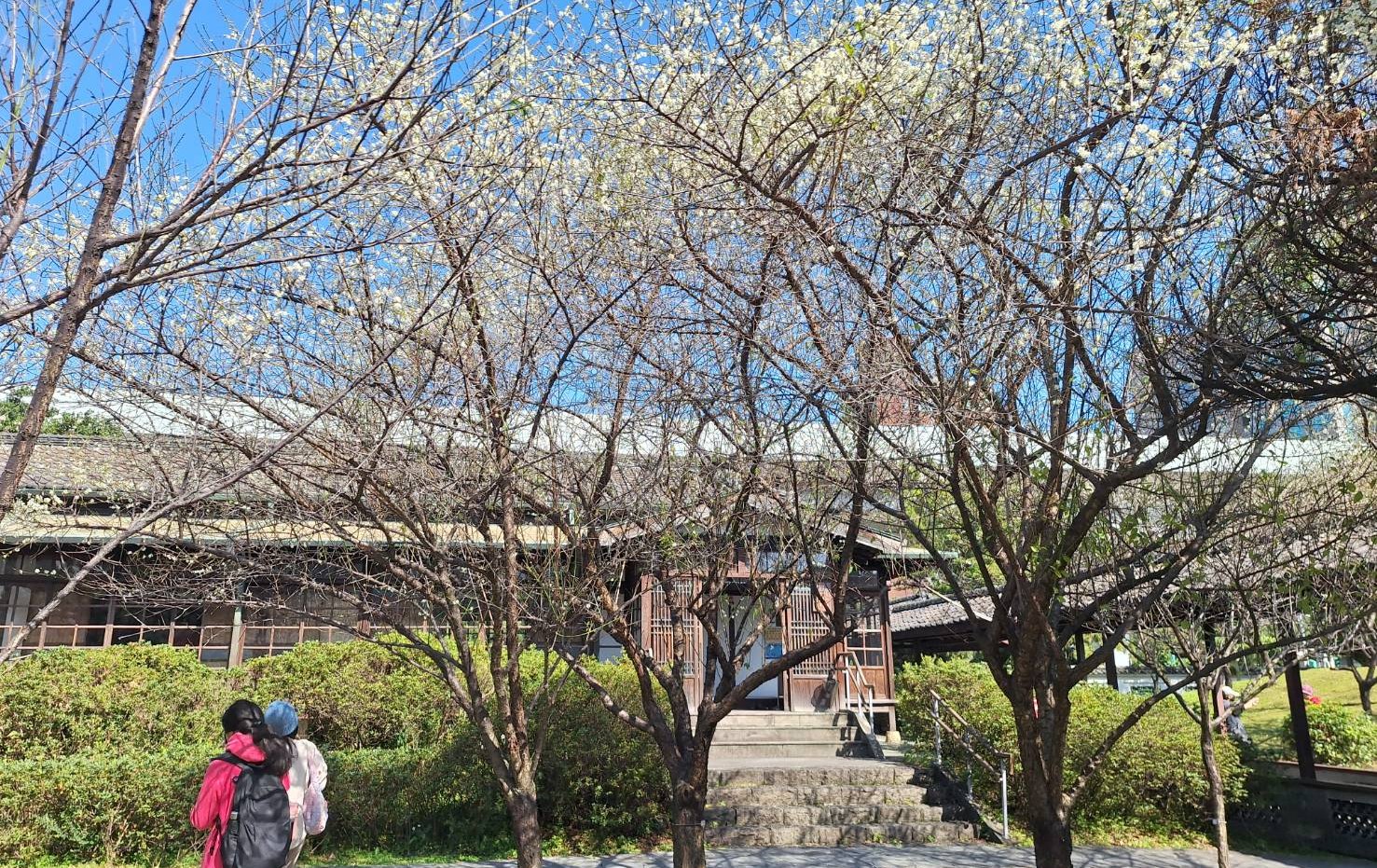 寒梅報喜春將至！ 台北市區「追梅」地圖：逸仙、奇岩公園引領早春雅致