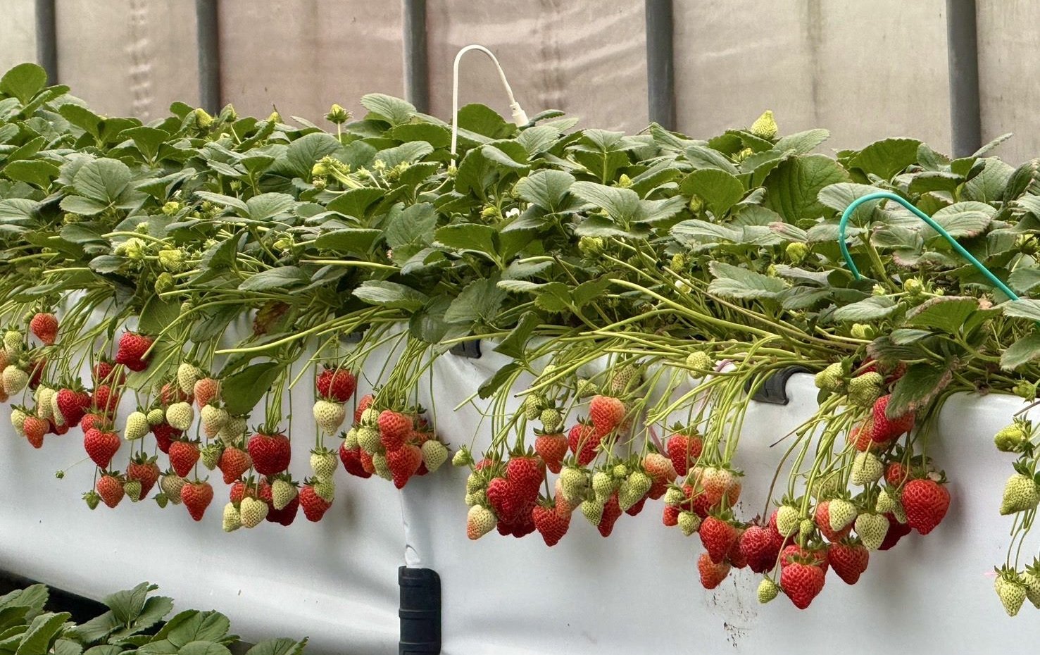 台北也有草莓園！ 春遊內湖「莓」好時光 溫室採果、創意美食玩透白石湖