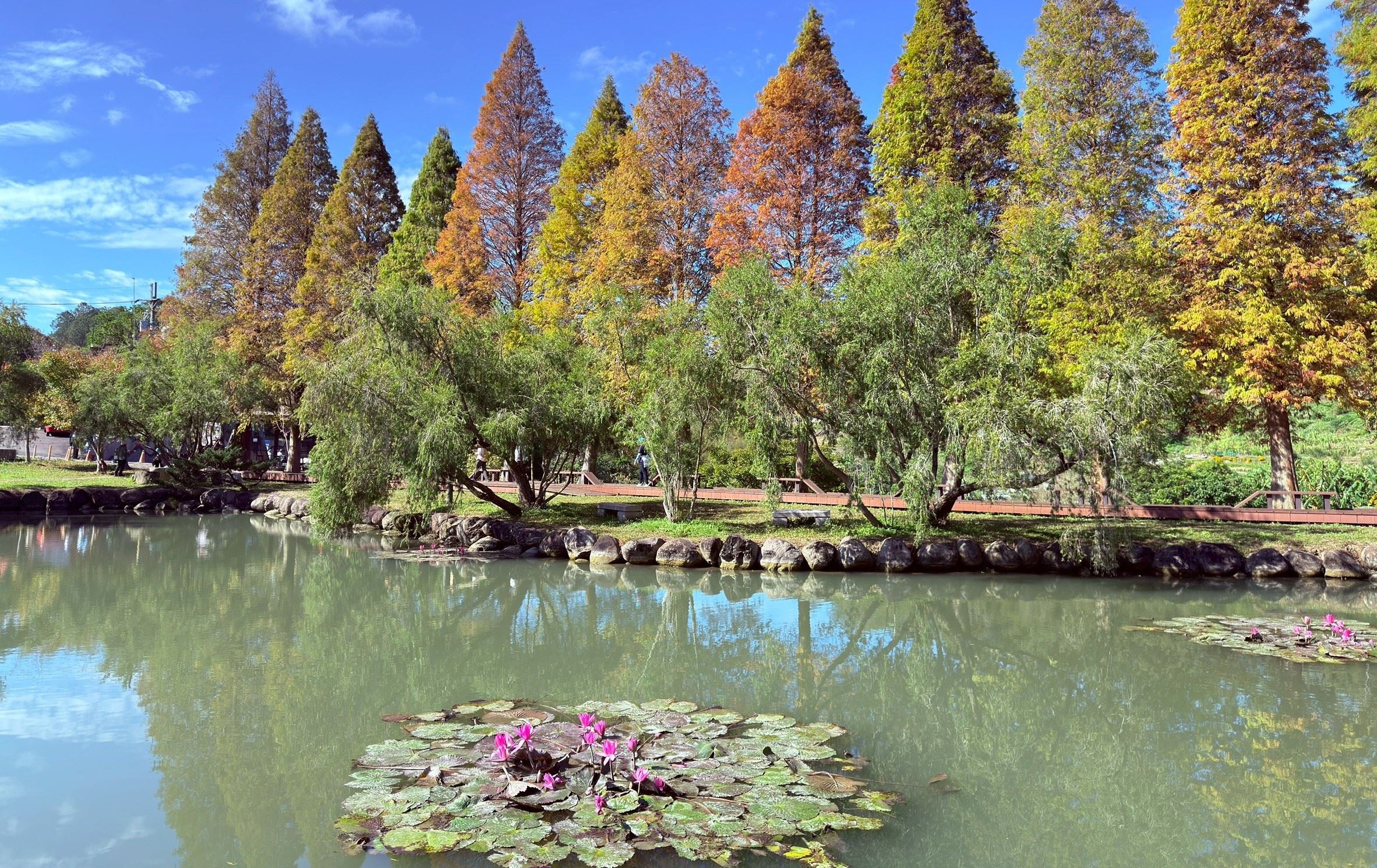 寒冬催出限定美景！ 新竹縣「五大落羽松秘境」染紅冬日浪漫