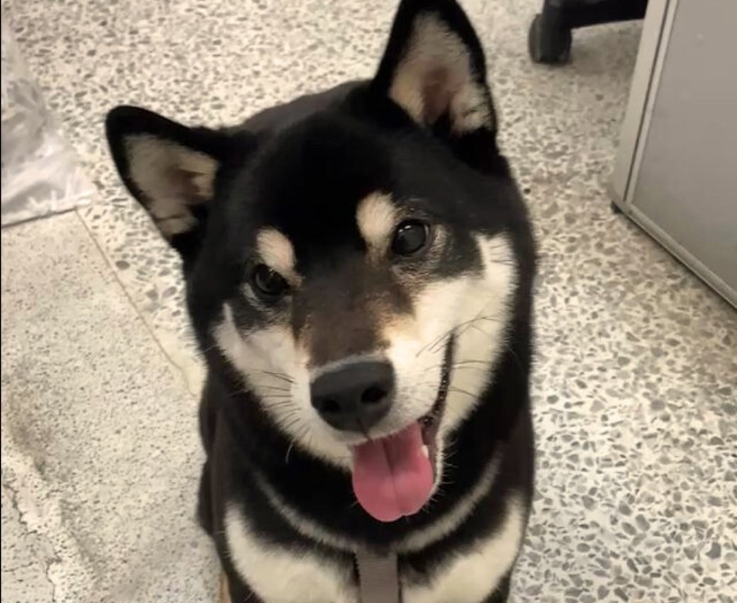 春節寵物生病別發愁！ 北市動保處彙整連假醫院名單助毛孩平安過好年